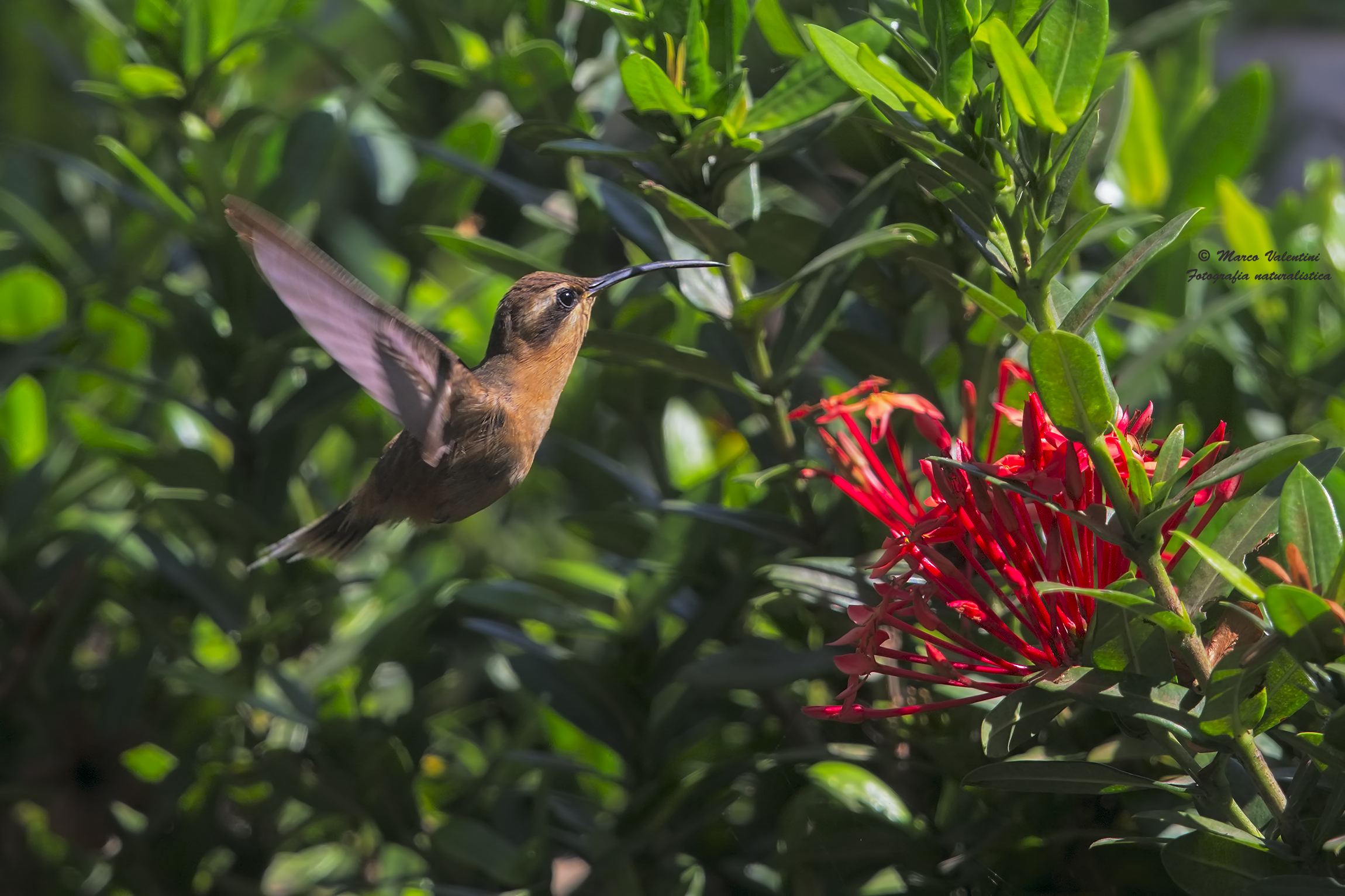 Hummingbird