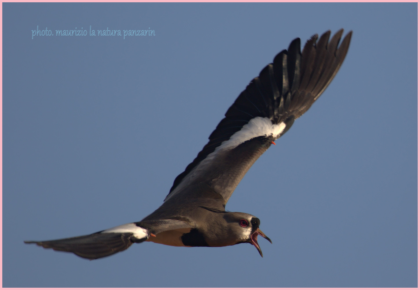 Chilean lapwing