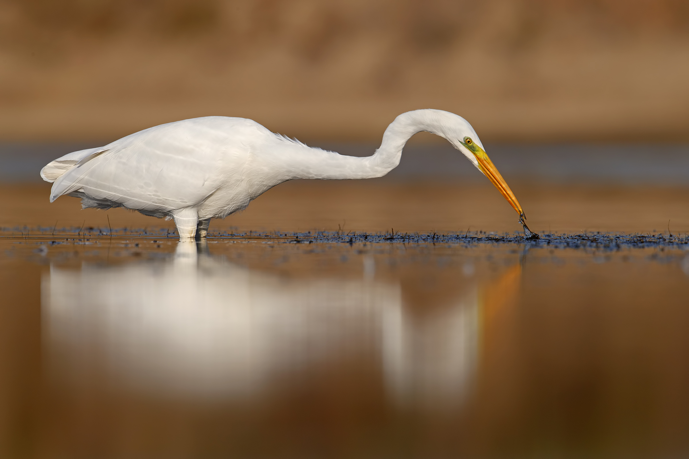 White Heron