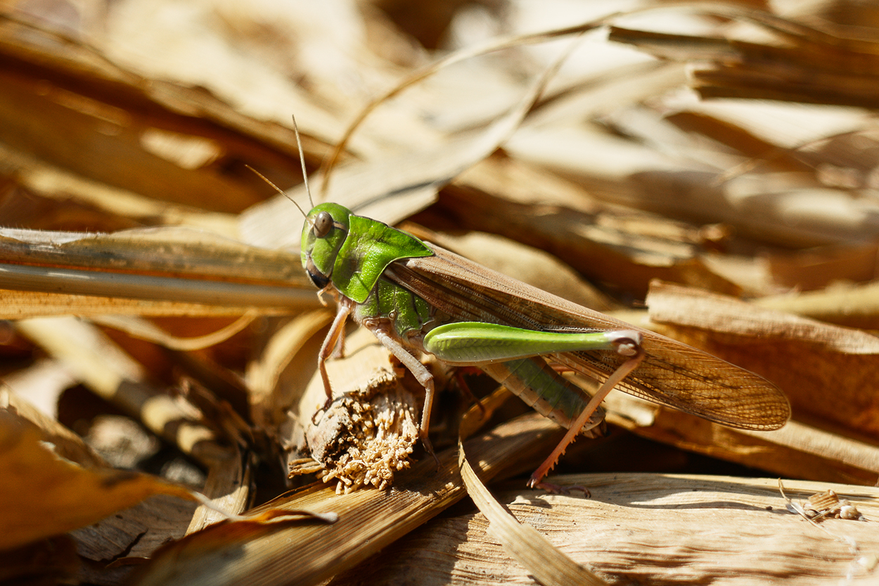 Grasshopper