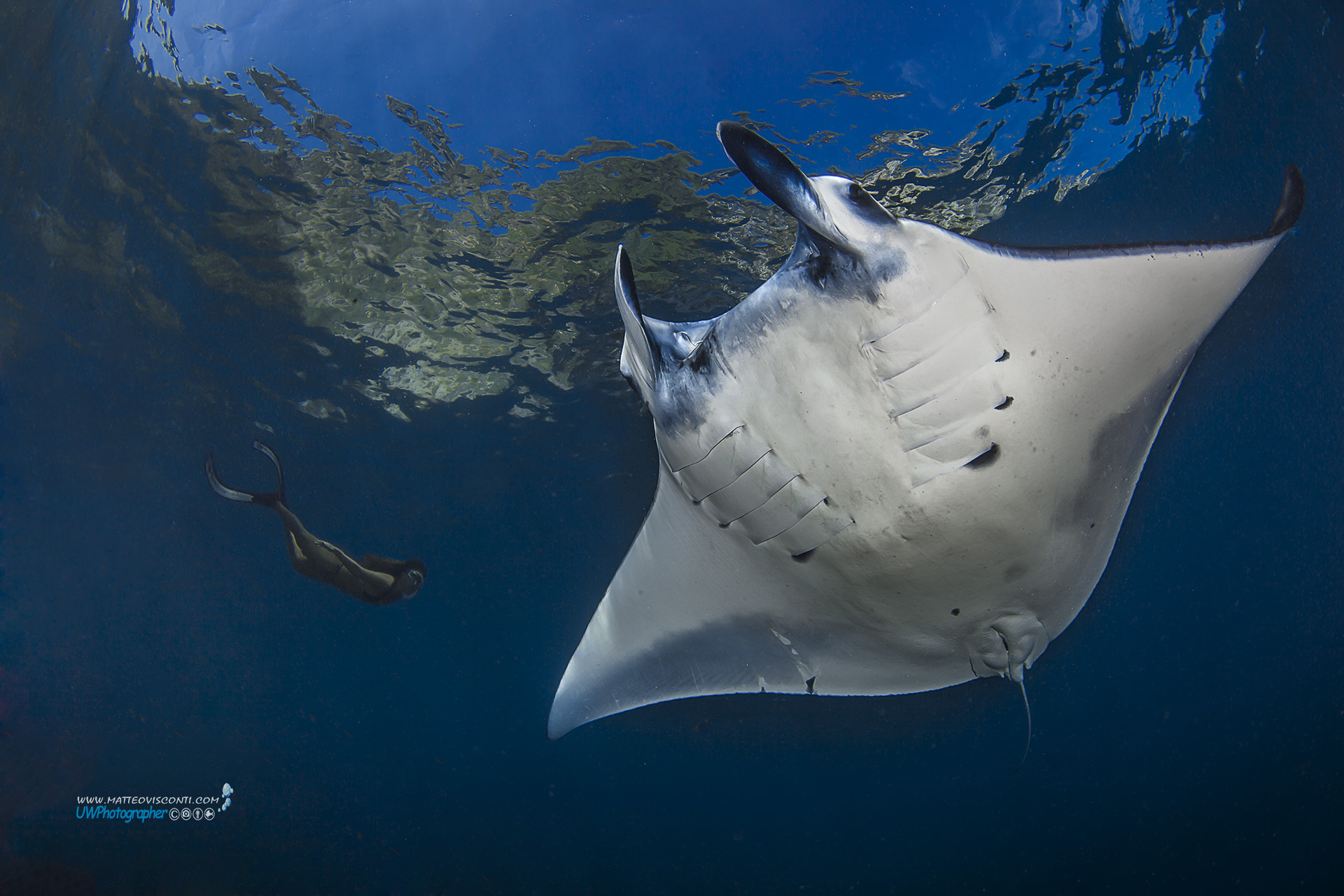 the beauty and the beast