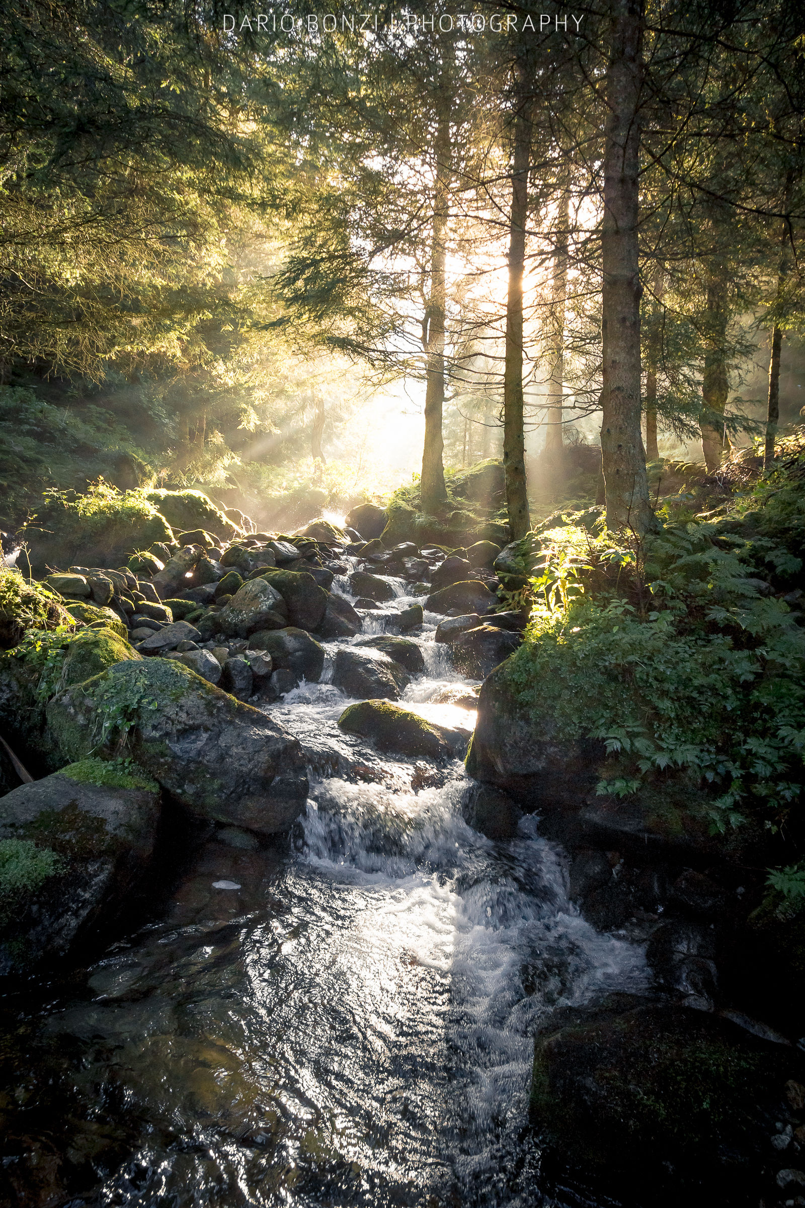 Mystic light in the forest