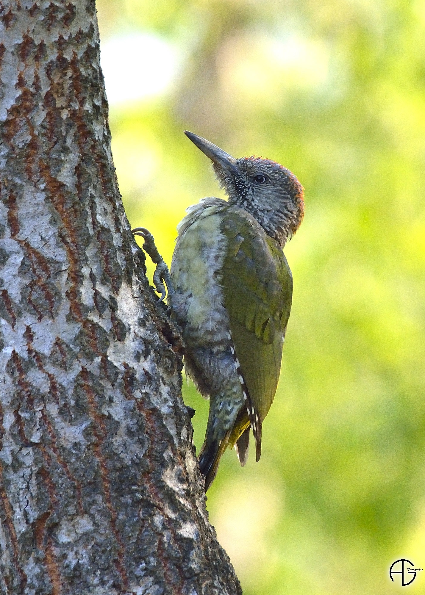Green Woodpecker ...