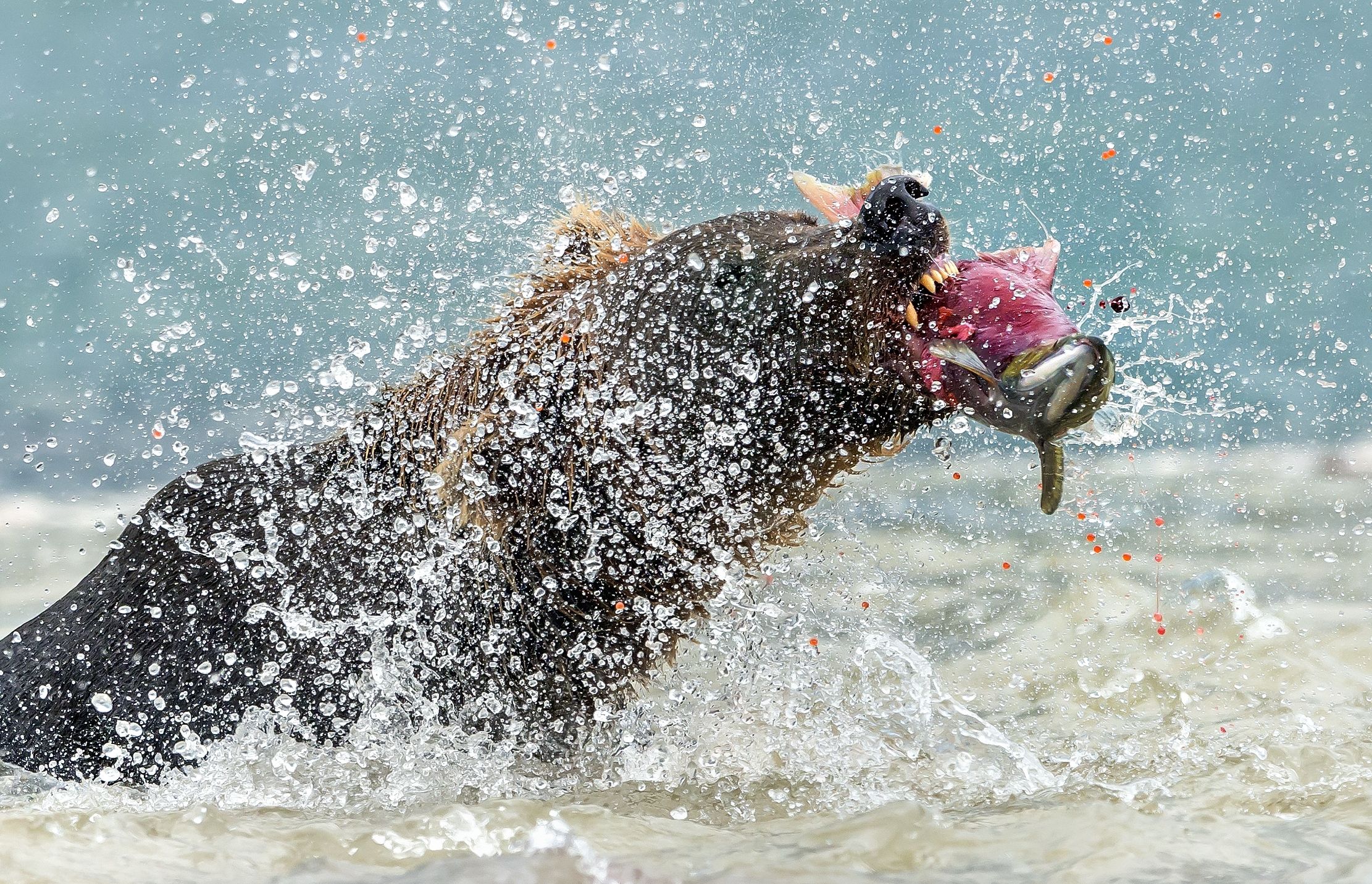 Kamchatka 2016 - Accanimento