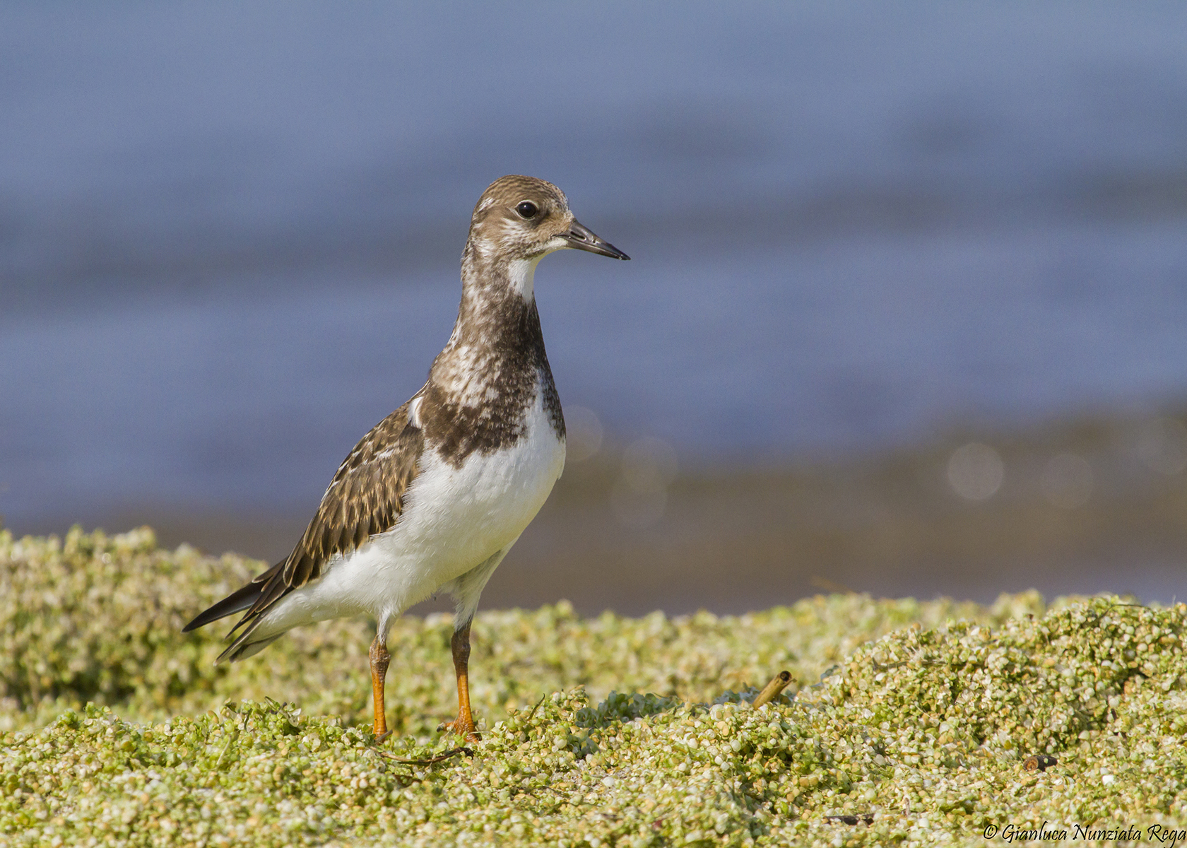 Mr. Turnstone - Turnstone