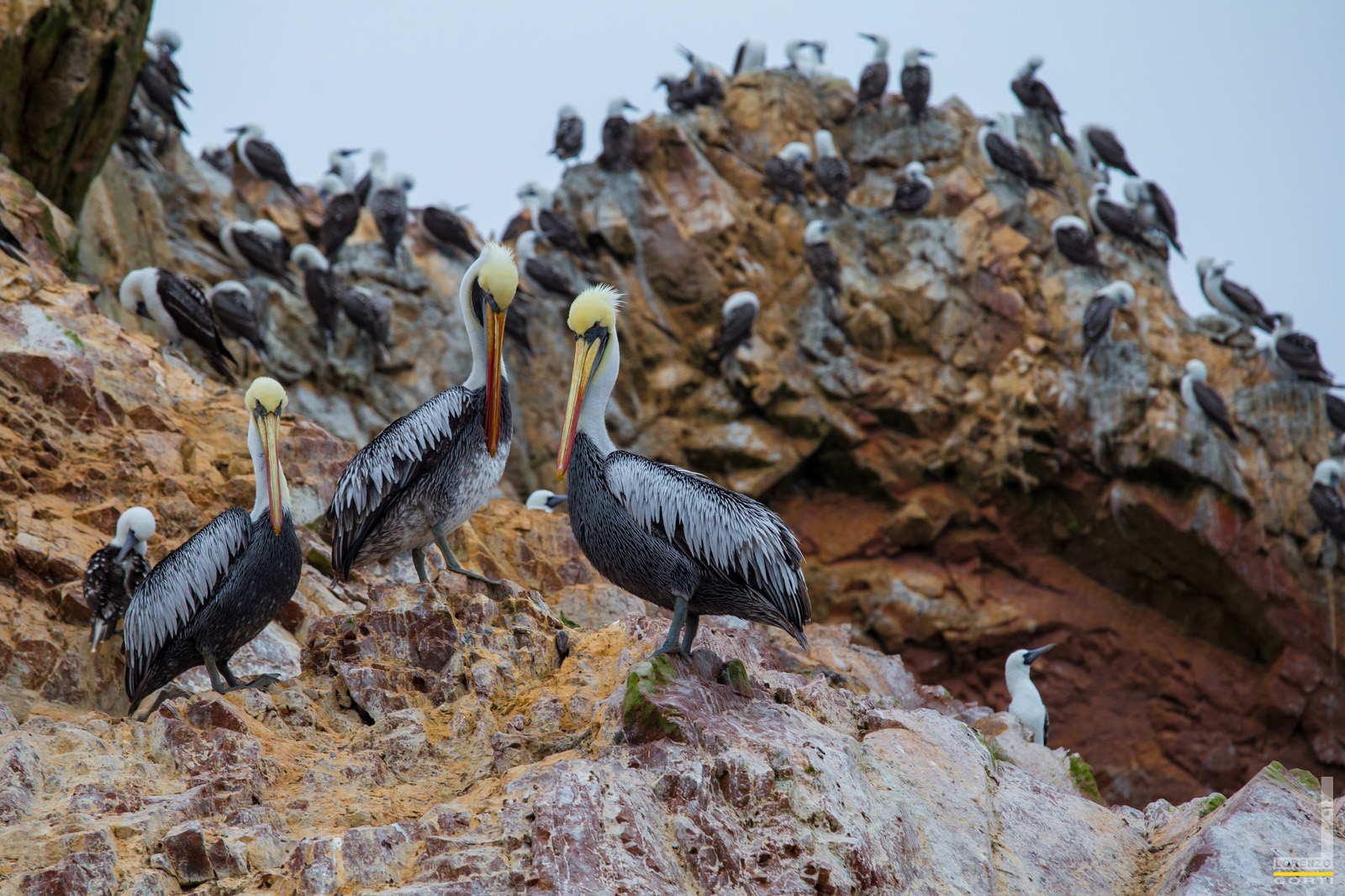South American Pelican