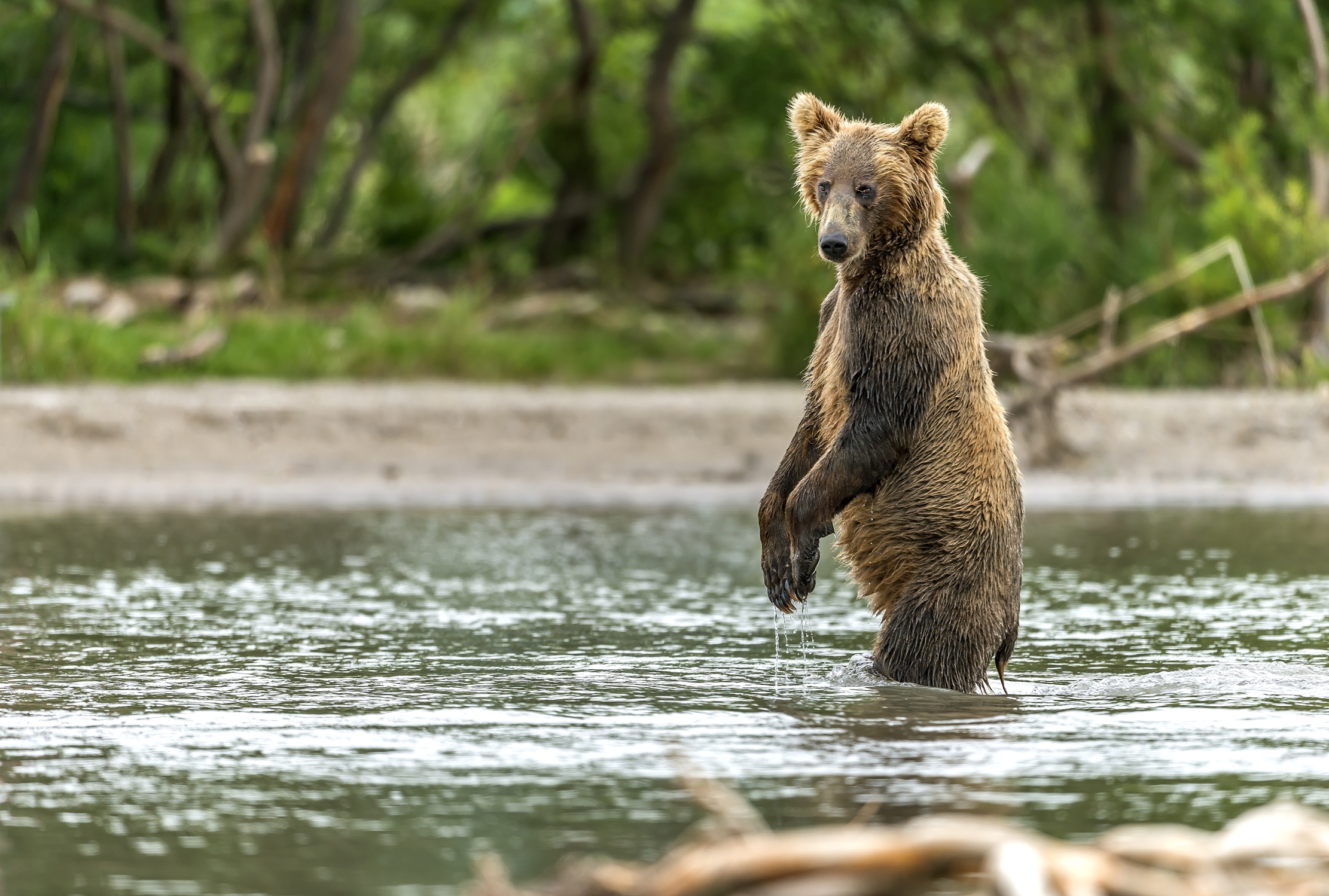 Kamchatka 2016 - Dov'è???