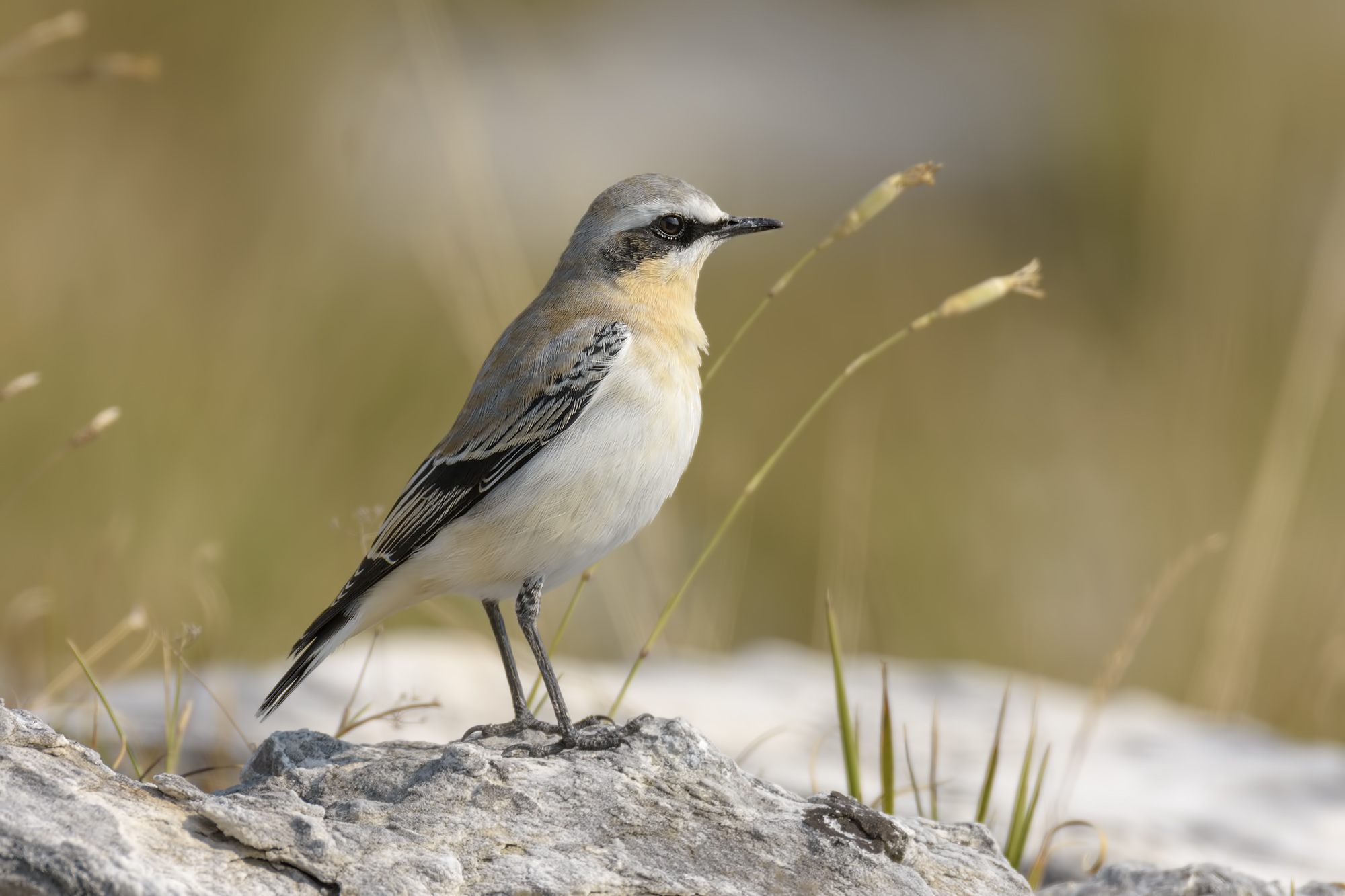 Male wheatear