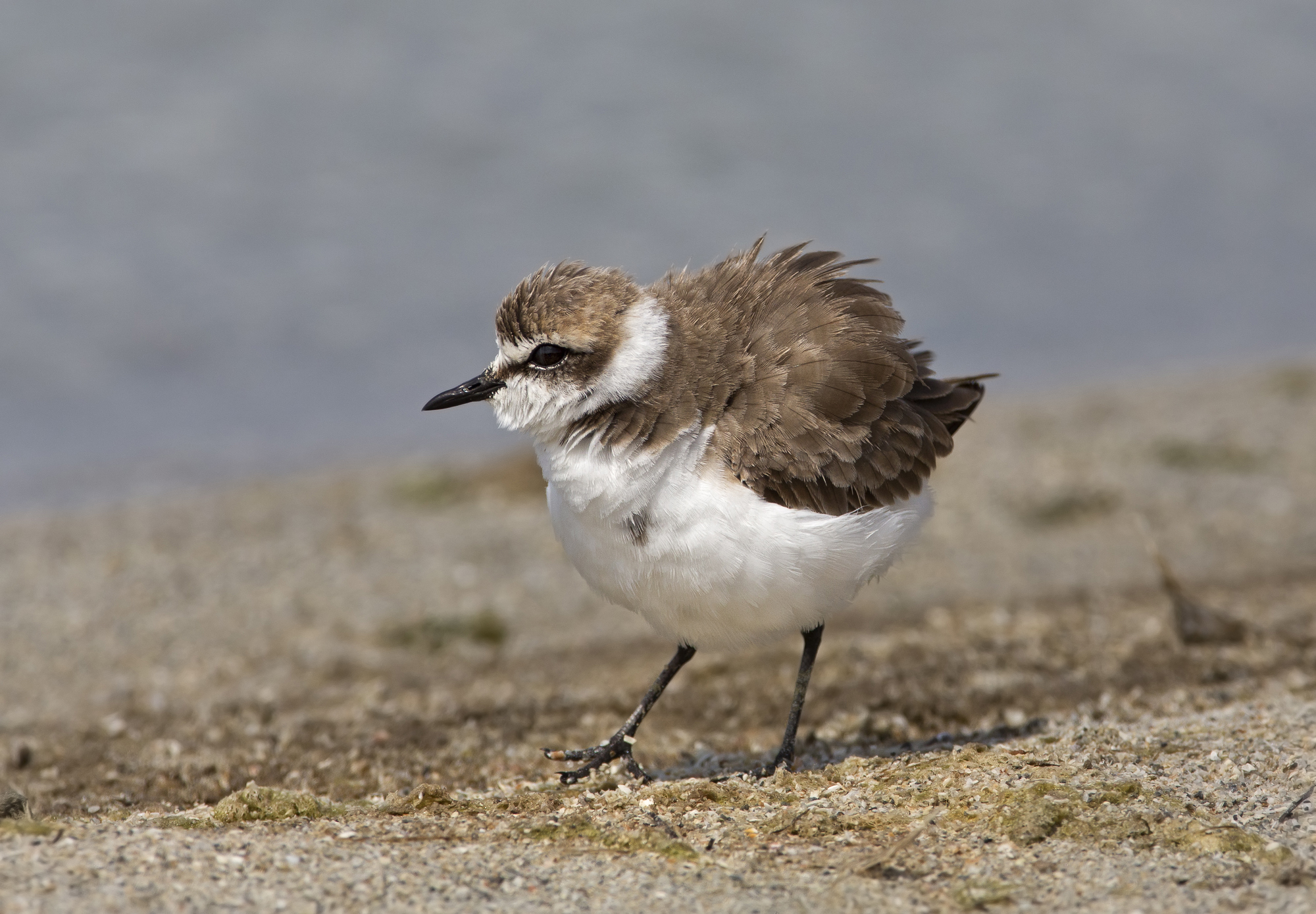Fratino( charadrius alexandrinus)......gonfietto