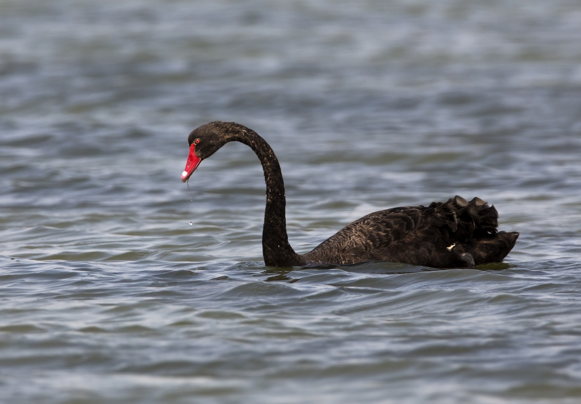 cigno nero!!!....in sardegna???