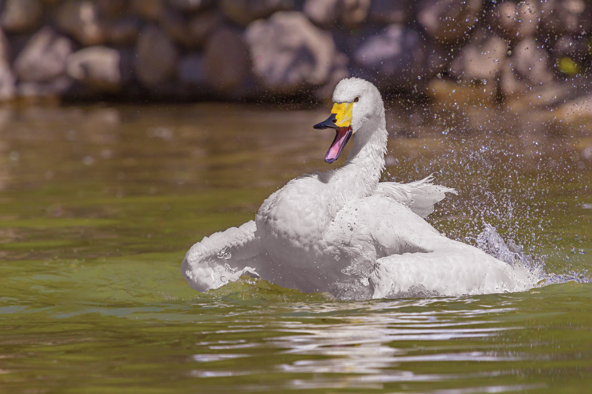 Whooper Swan