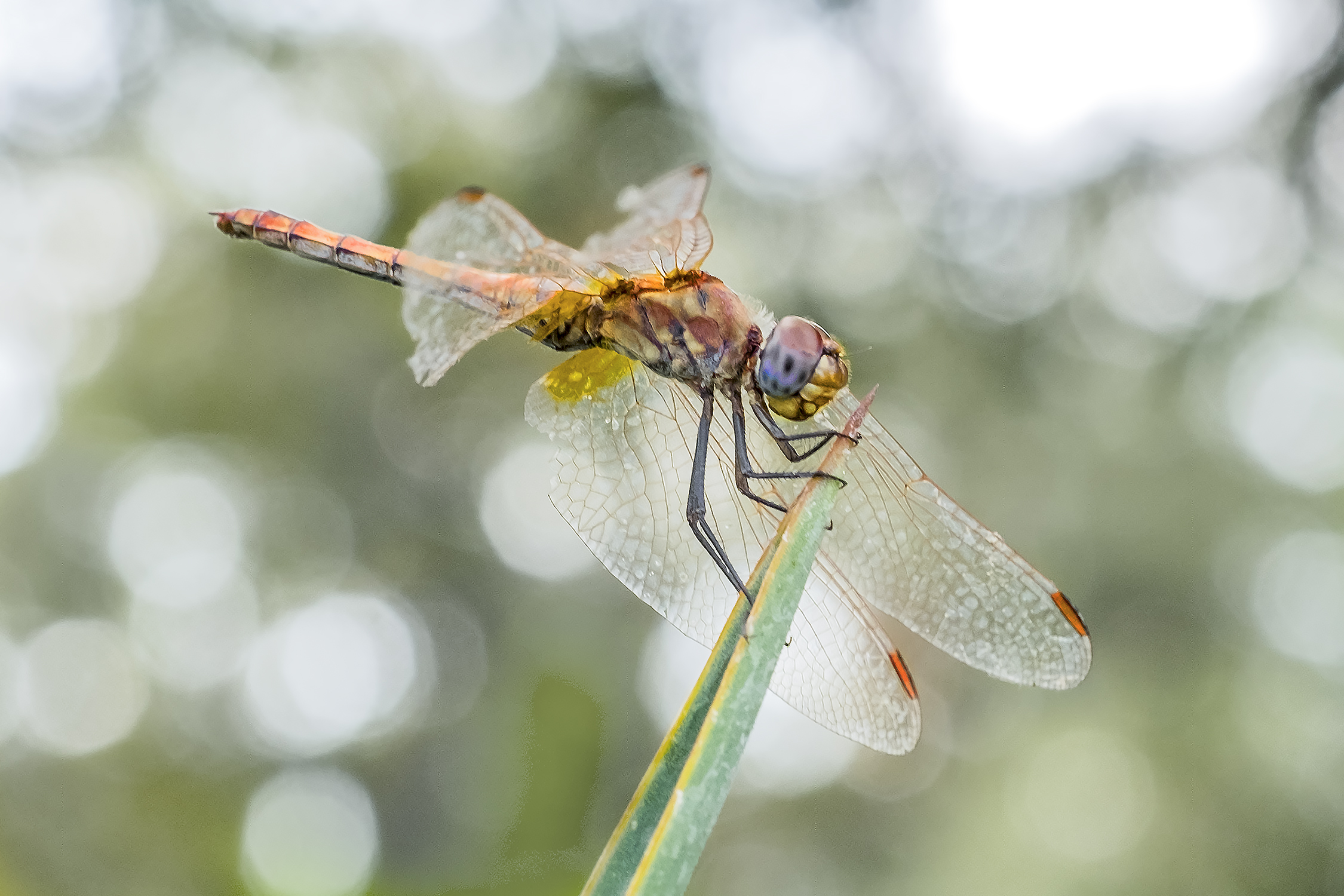 dragonfly
