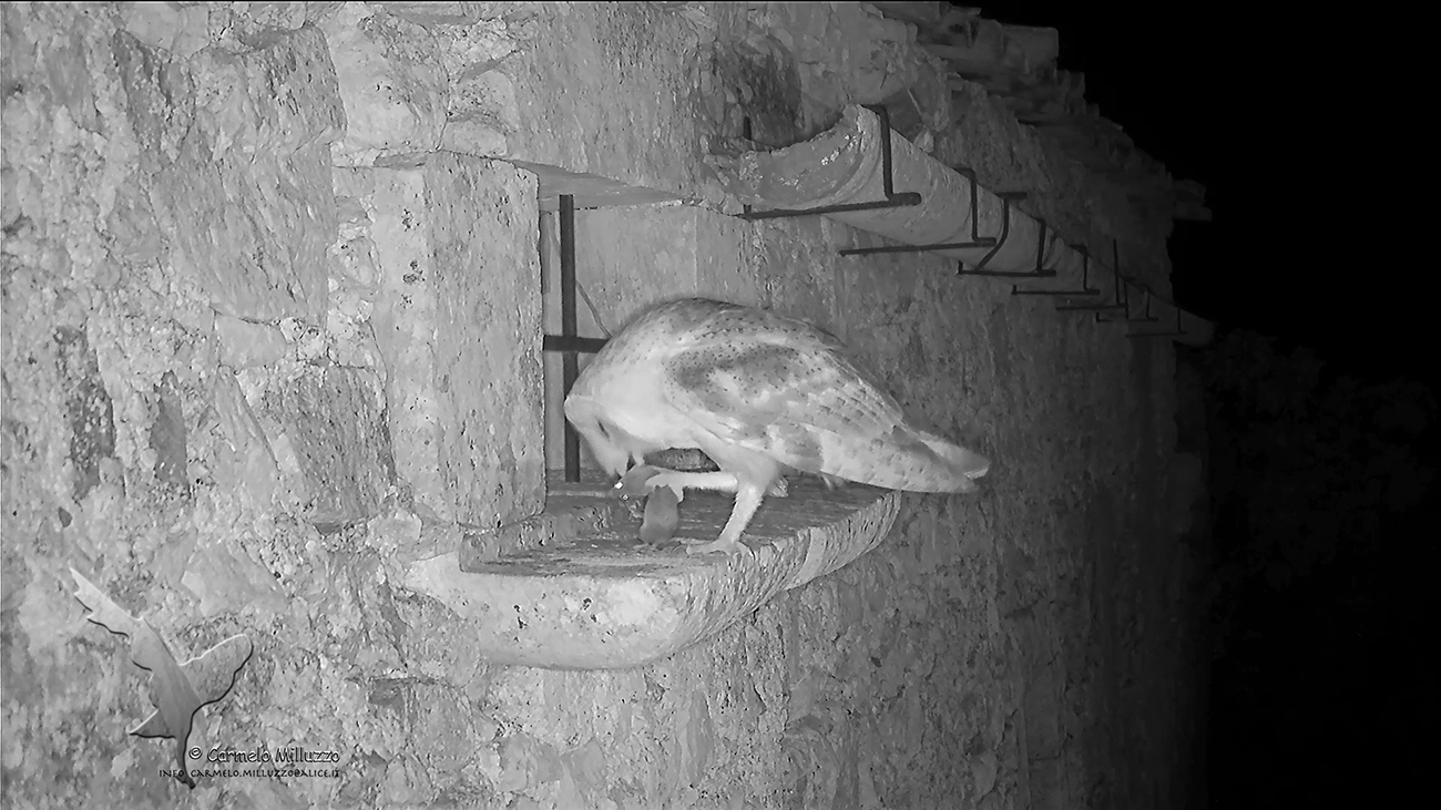 Barn owl infrared _Barbagianni_