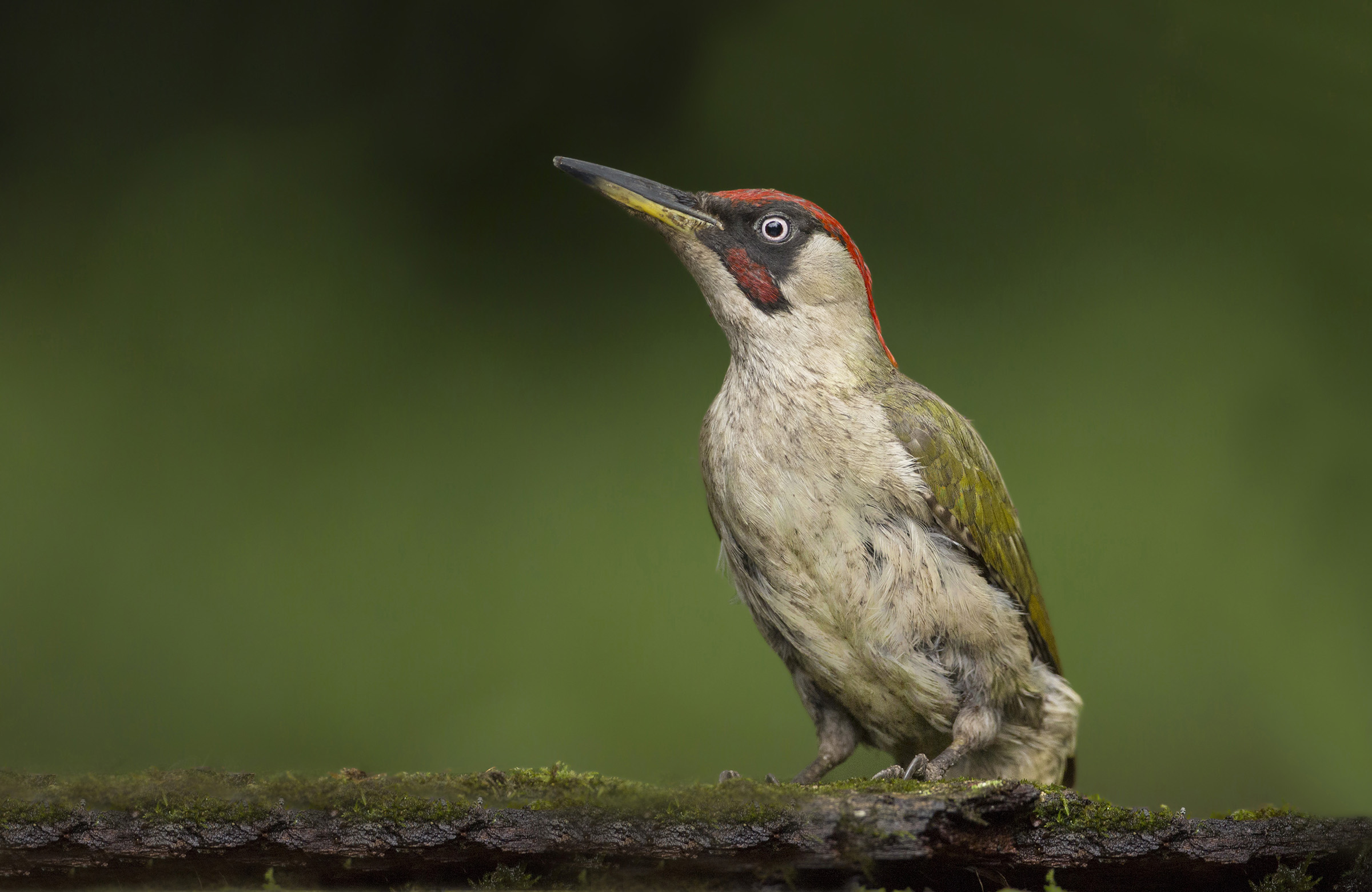 all'abbeverata green woodpecker