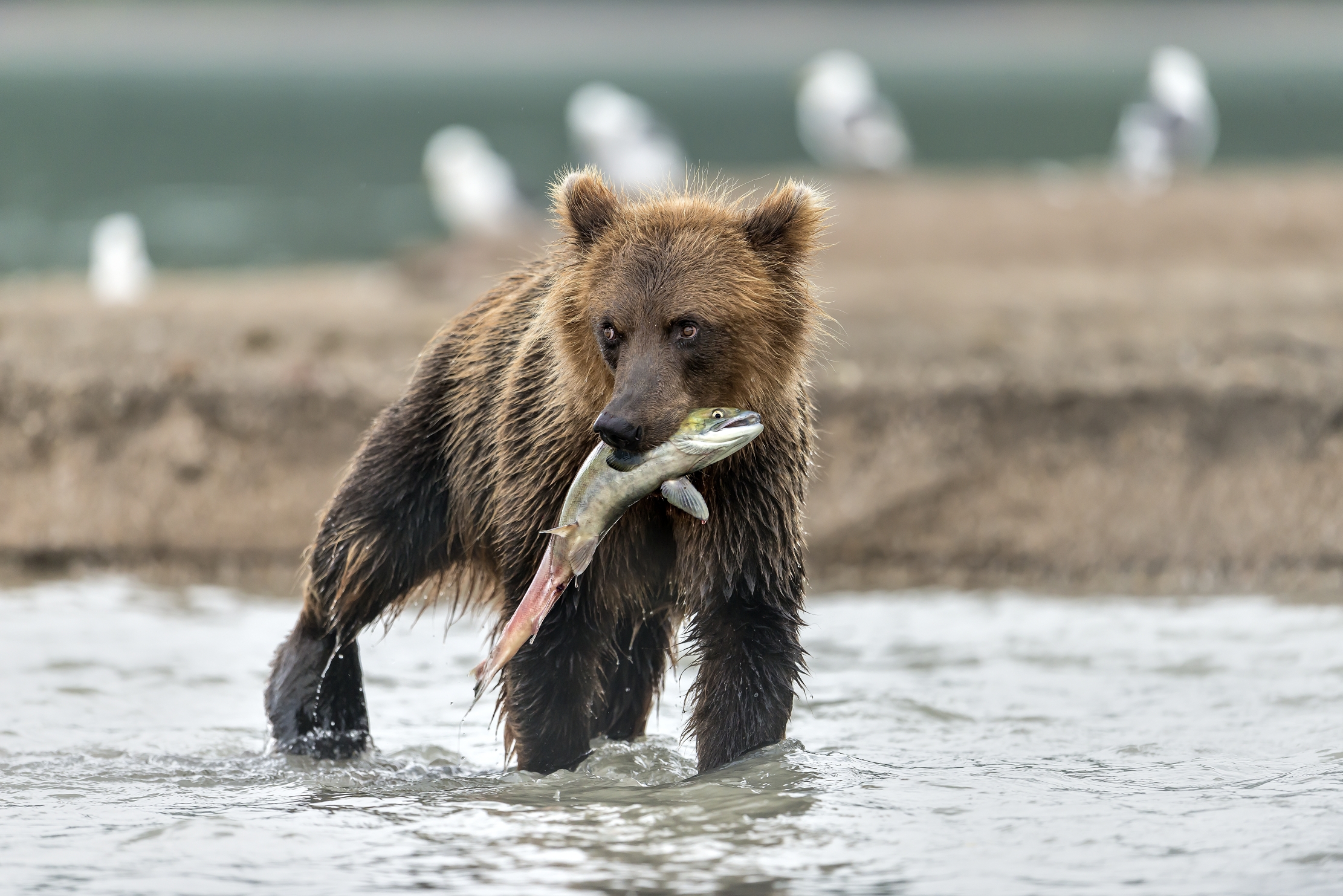 Kamchatka 2016 - Merenda in bocca