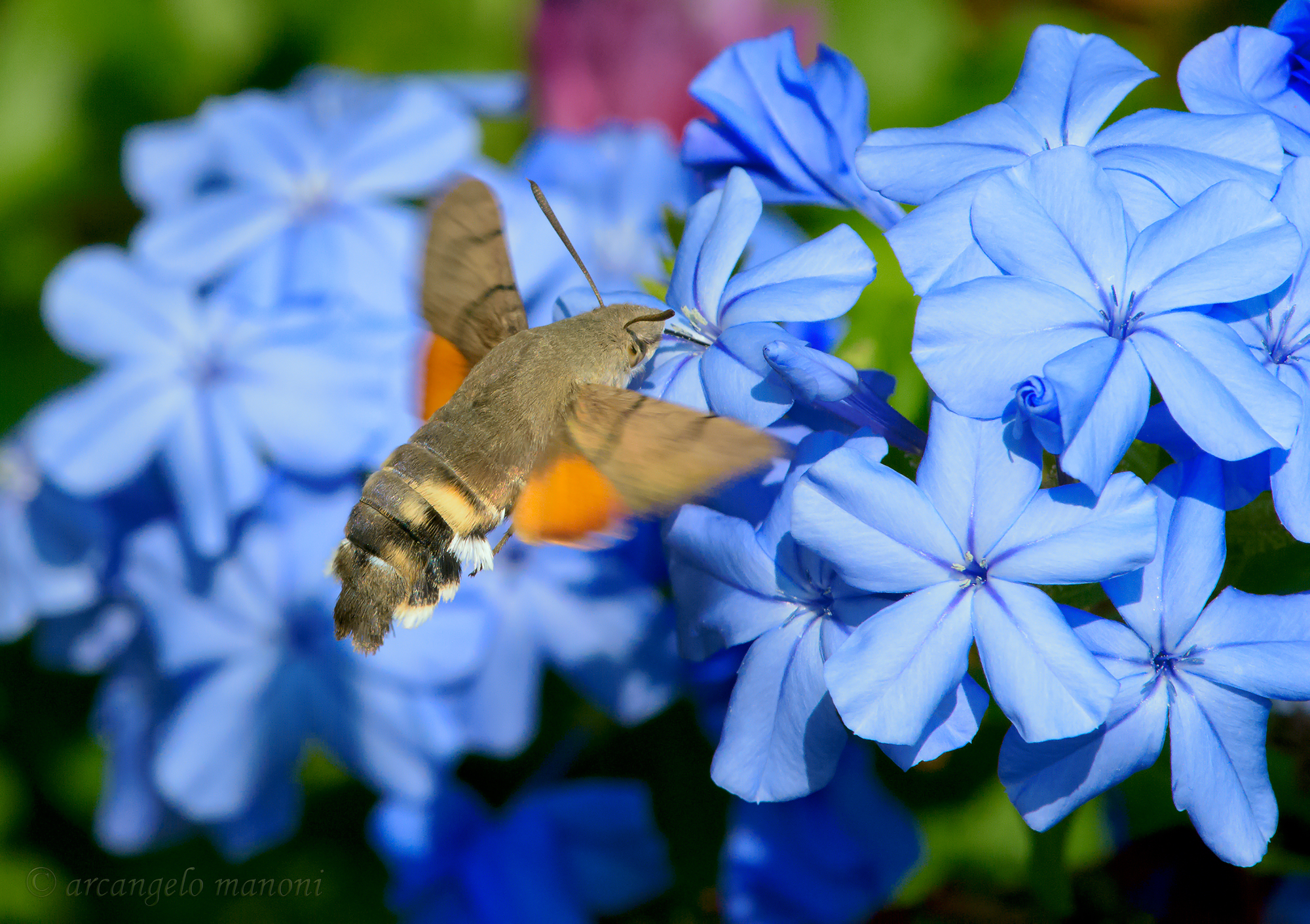 Succhiar m'è dolce in questo mare blu...