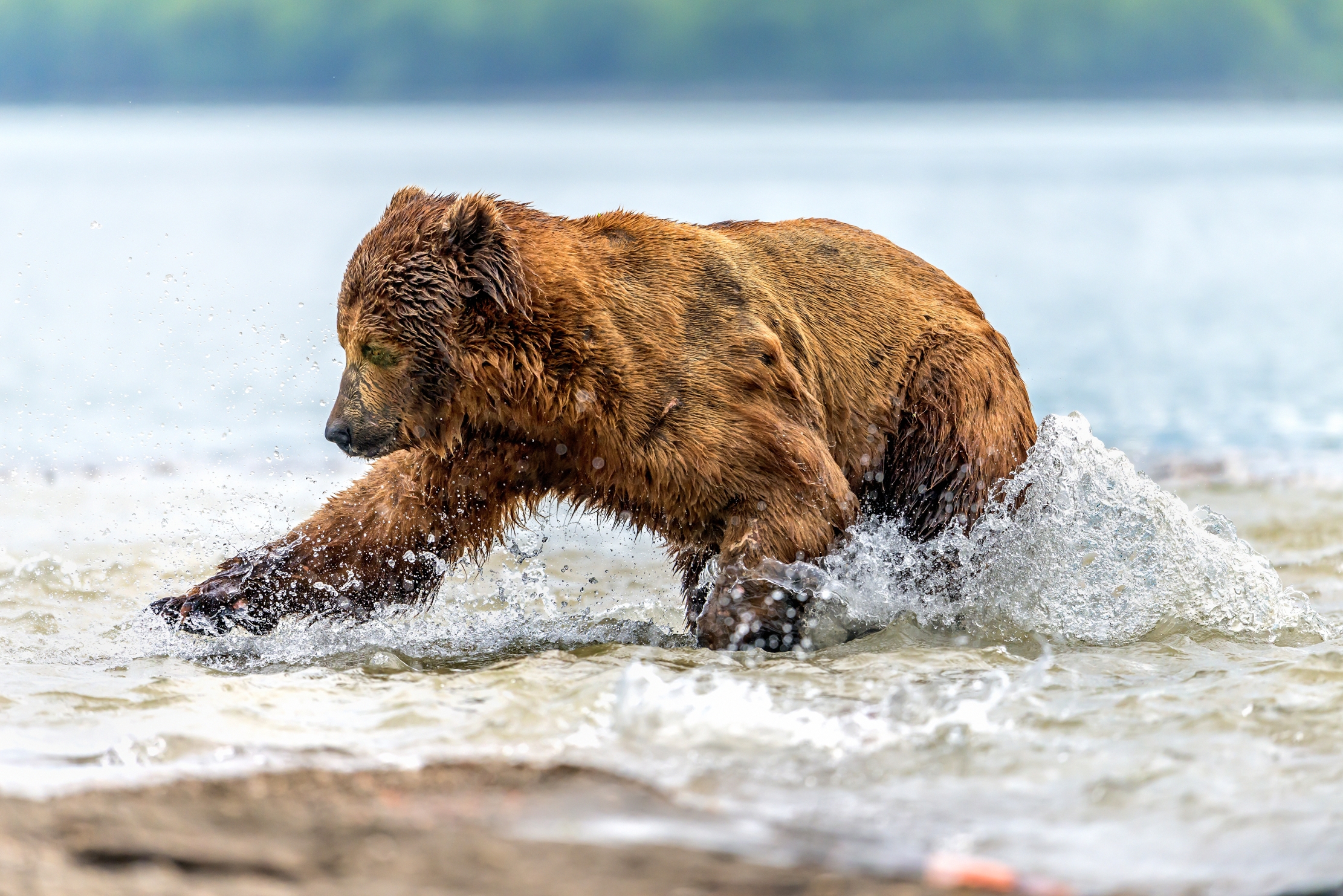 Kamchatka 2016 - Caccia al salmone