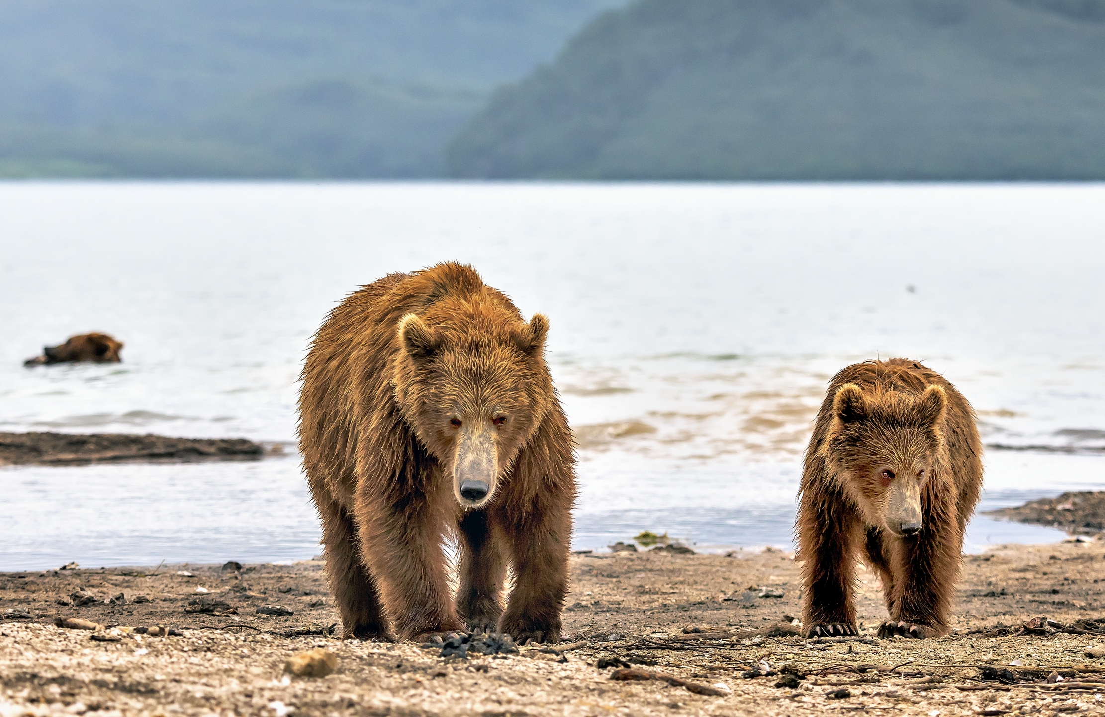 Kamchatka 2016 - Bears