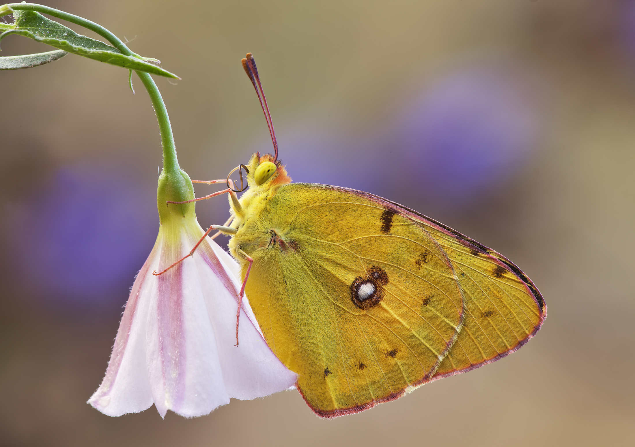 Colias