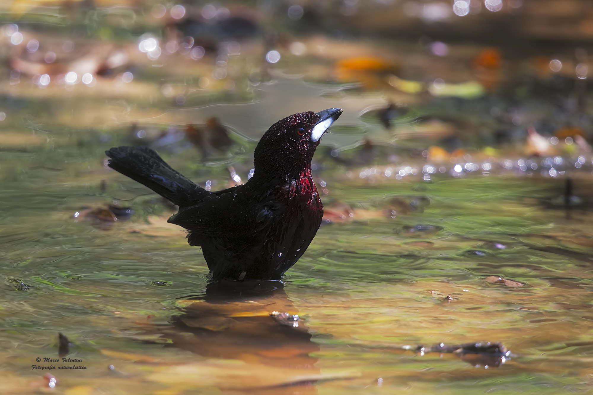 Drops and reflections