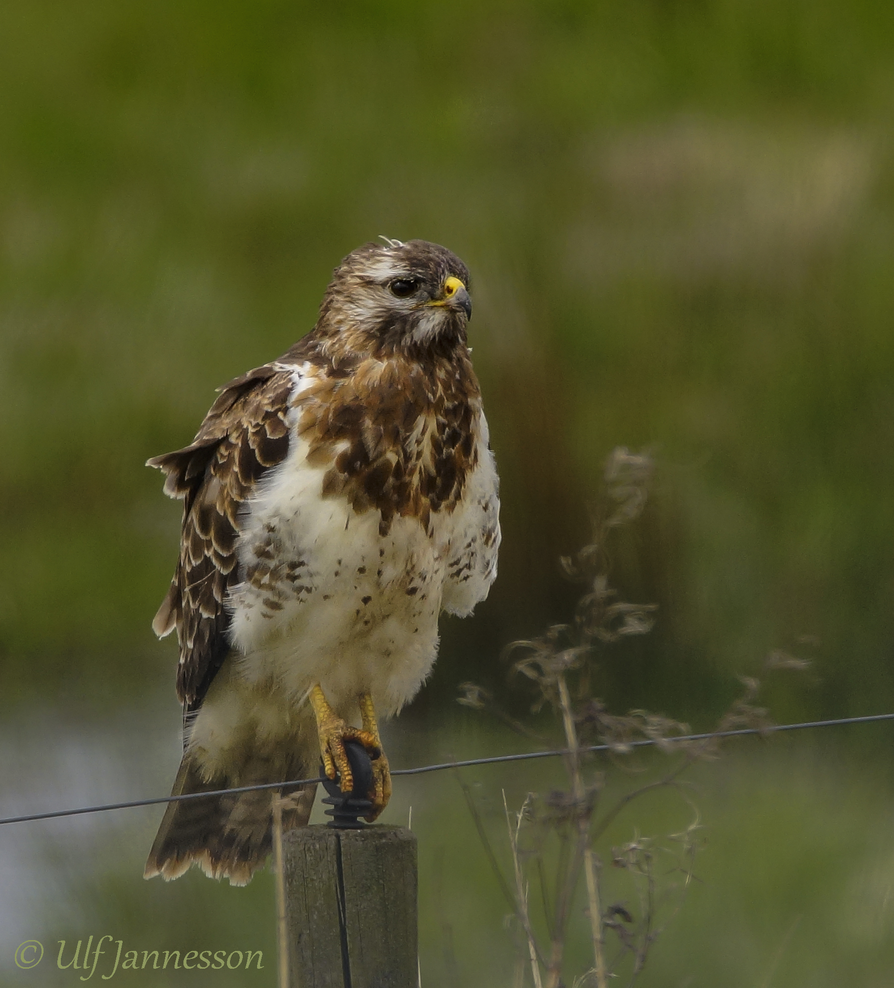 Buzzard in nice pose