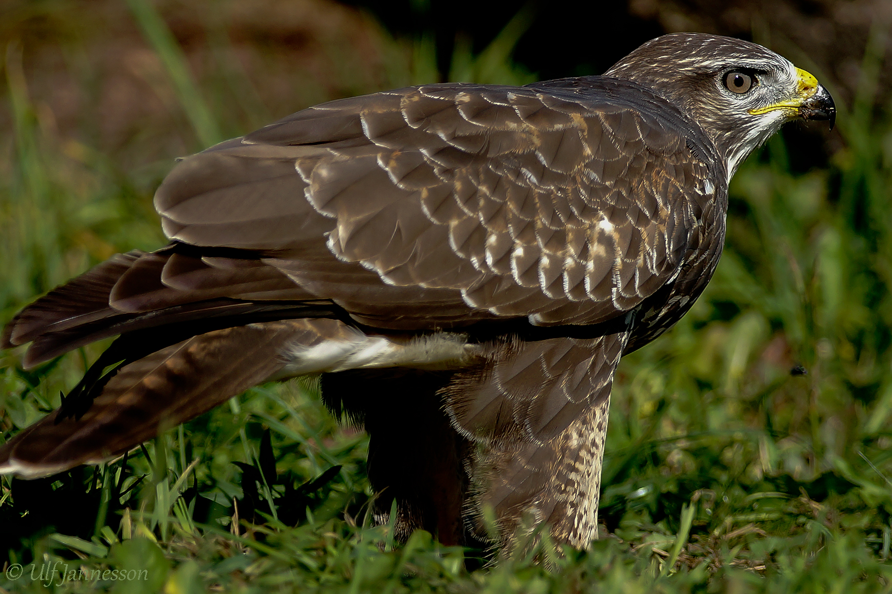 Poiana solo ottenere all'interno della fotocamera
