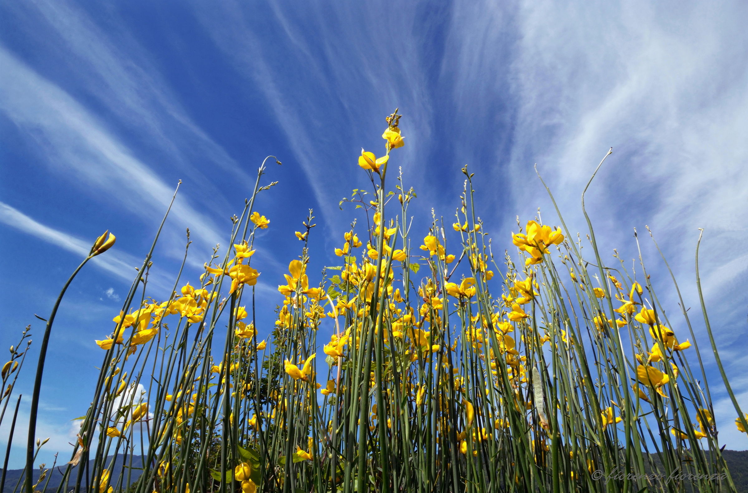 a clump of broom between tufts of clouds