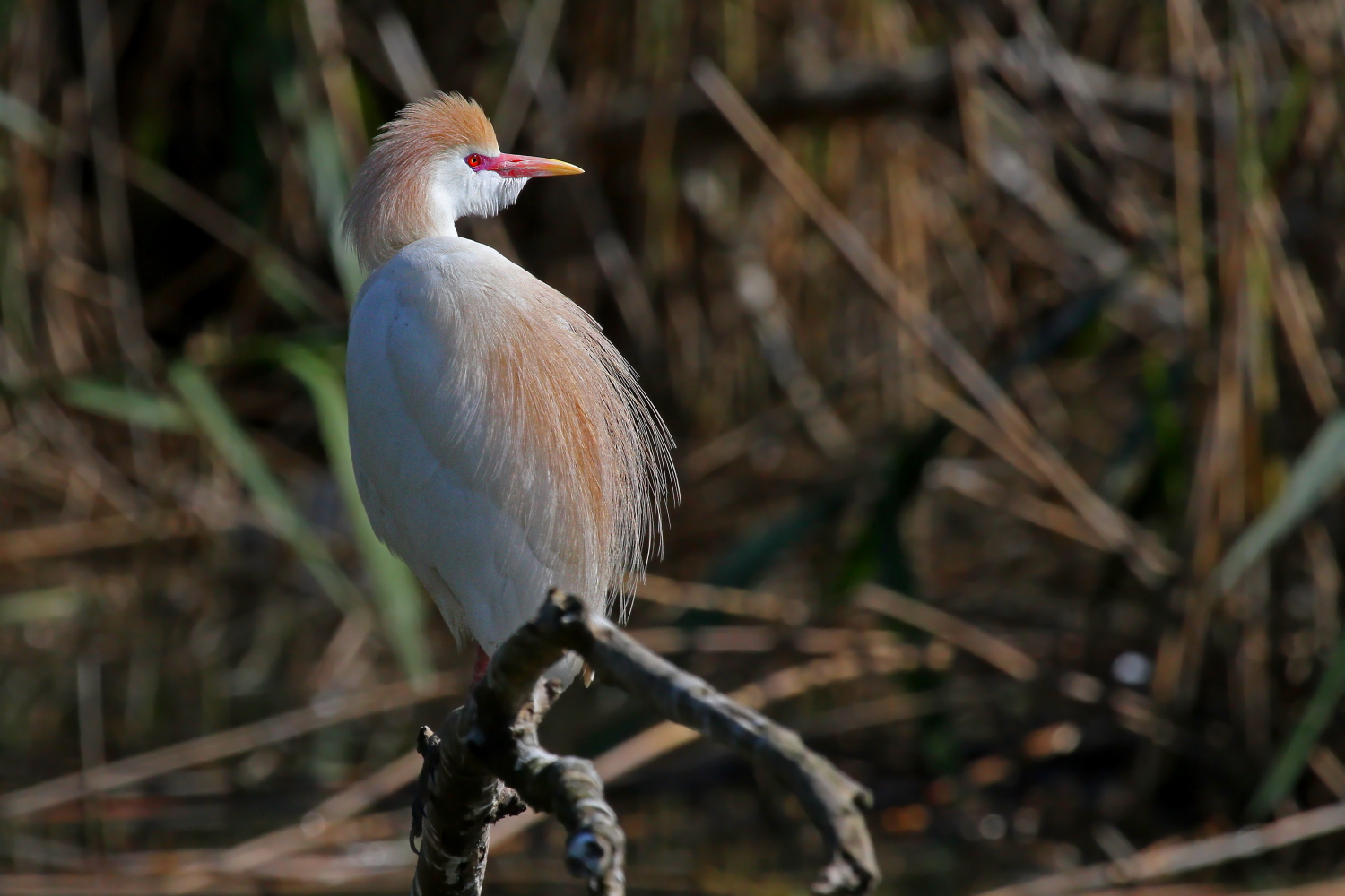 Cattle Egret