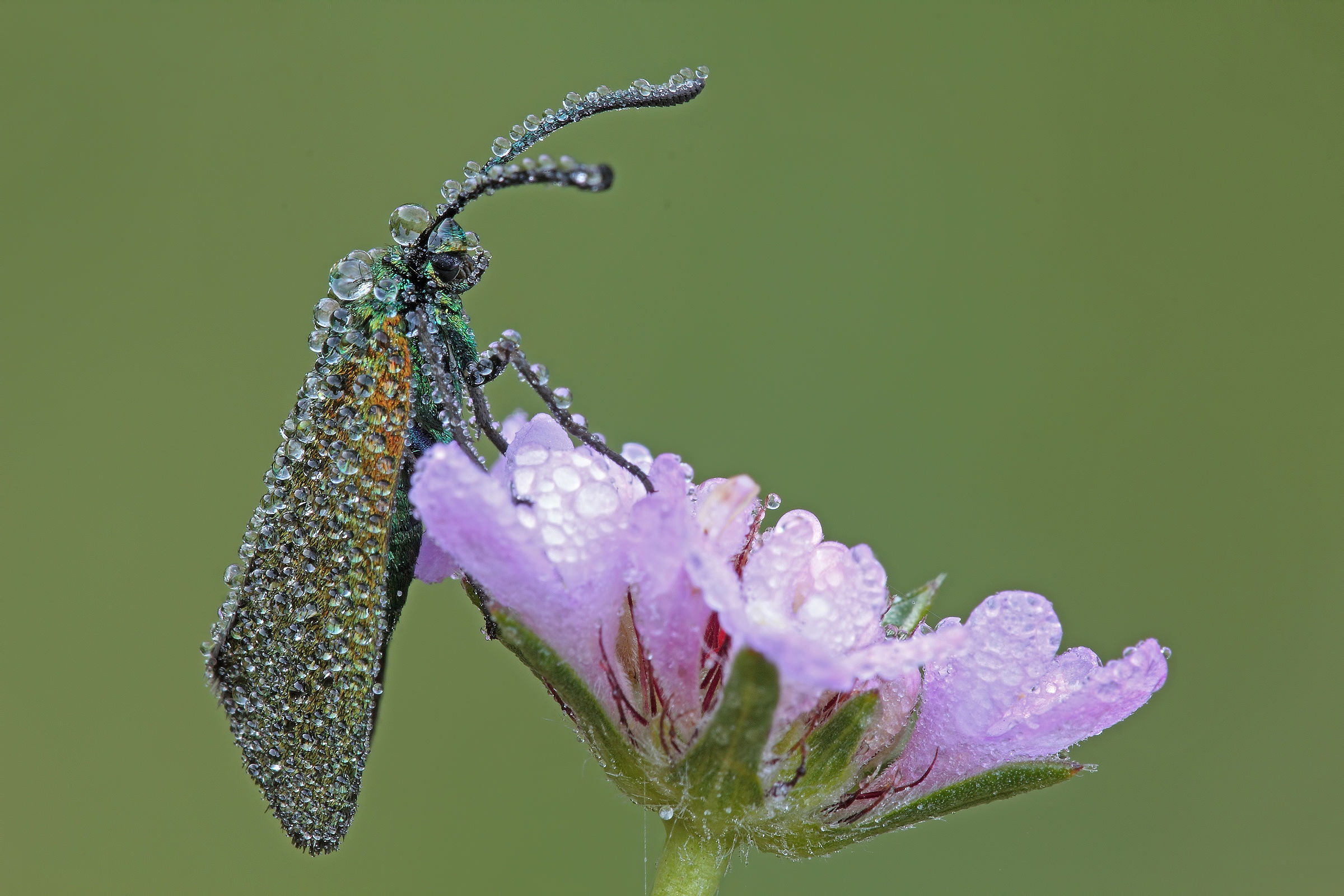 when you say ..... dew !!!