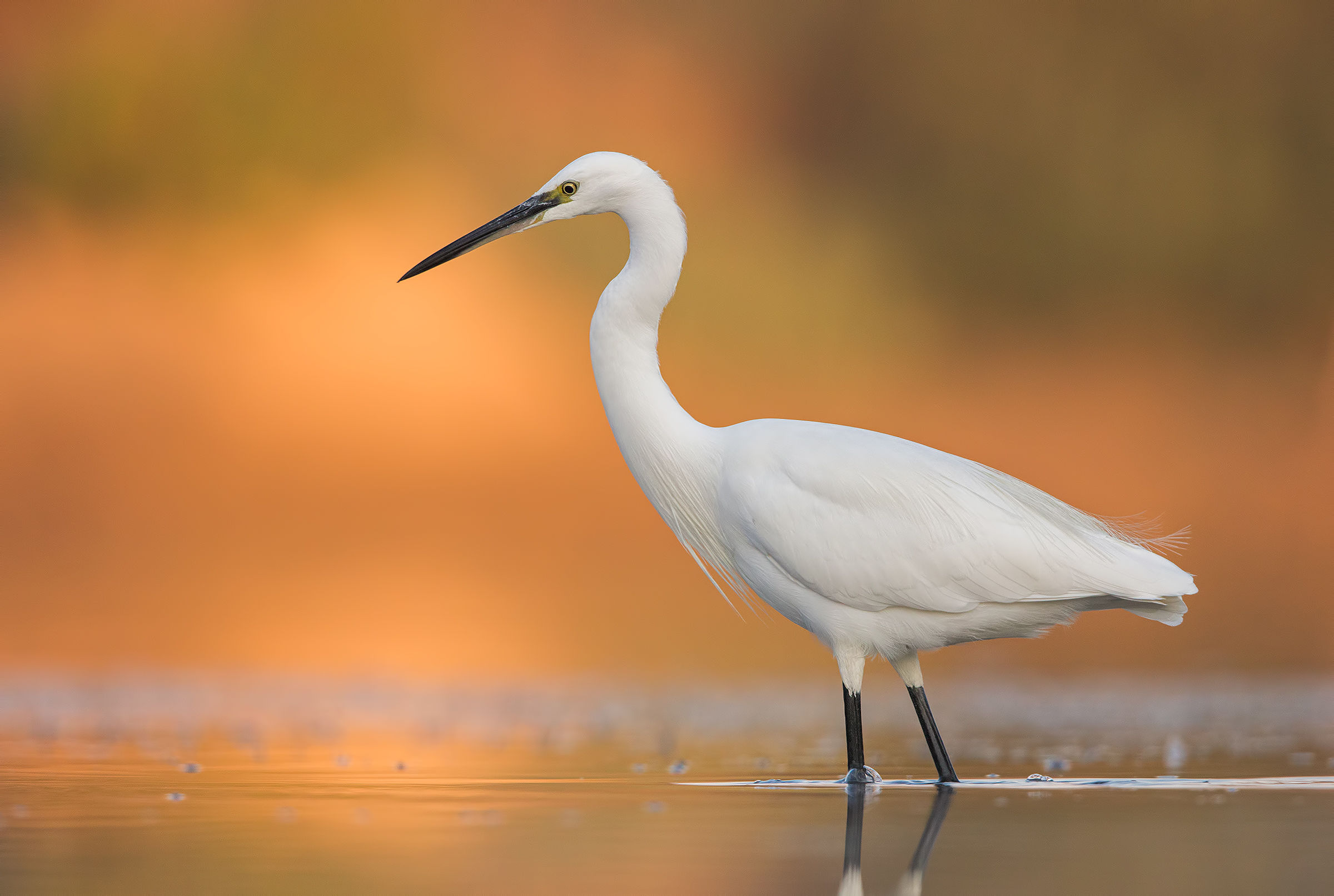 egret