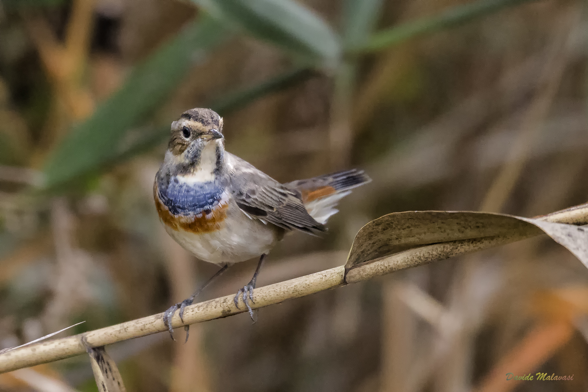 Bluethroat