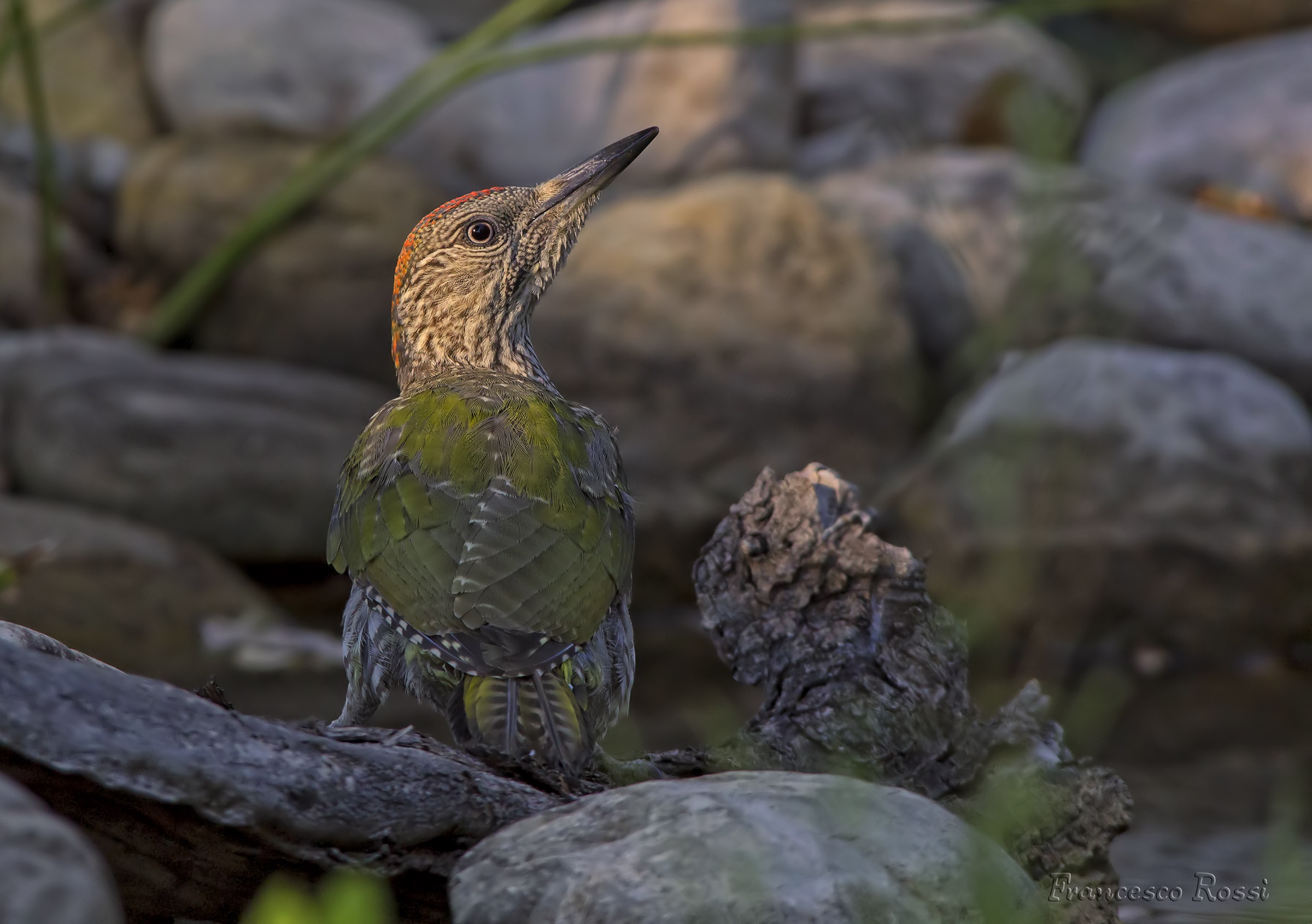 Young Green Woodpecker
