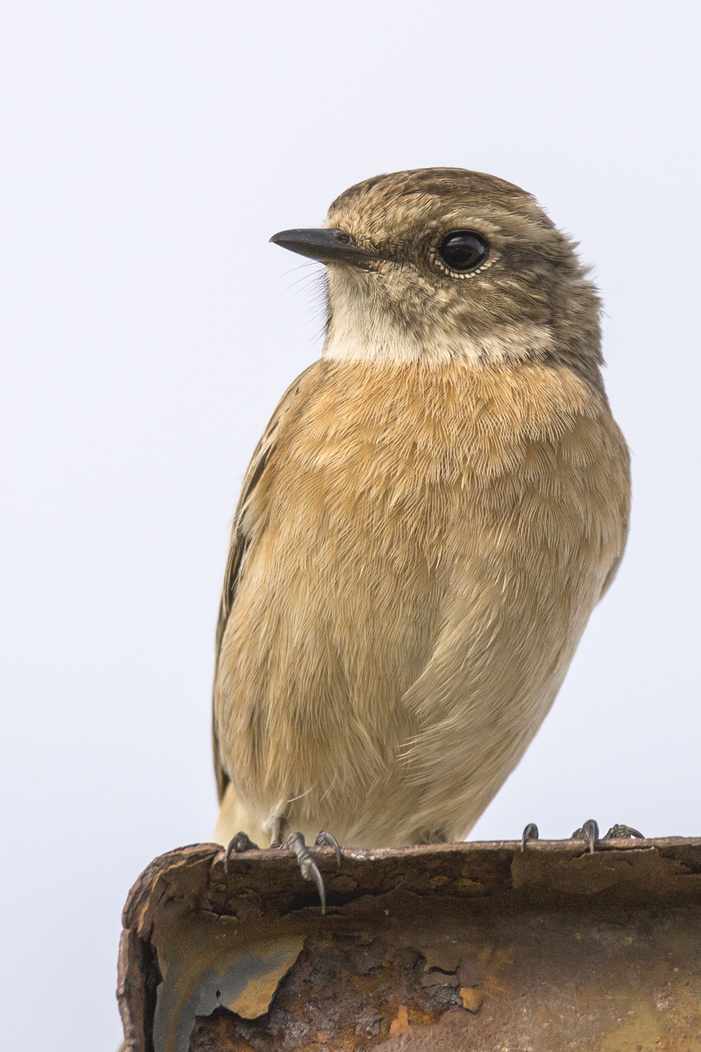 stonechat