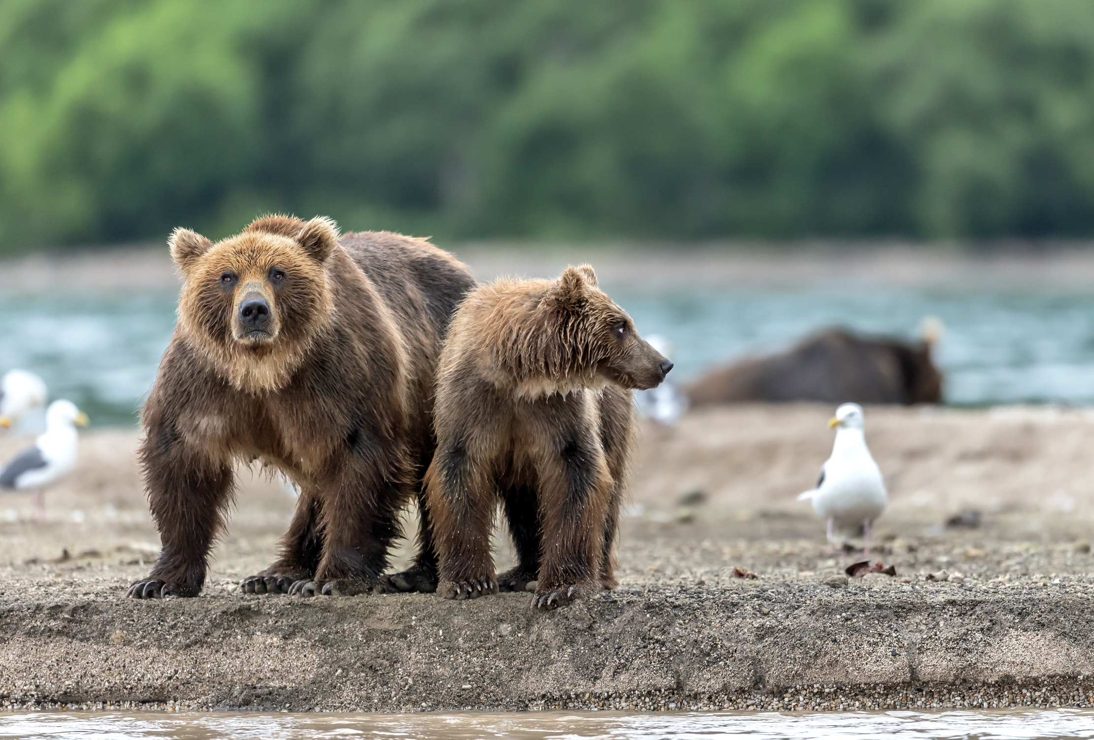 Kamchatka 2016 - Bears