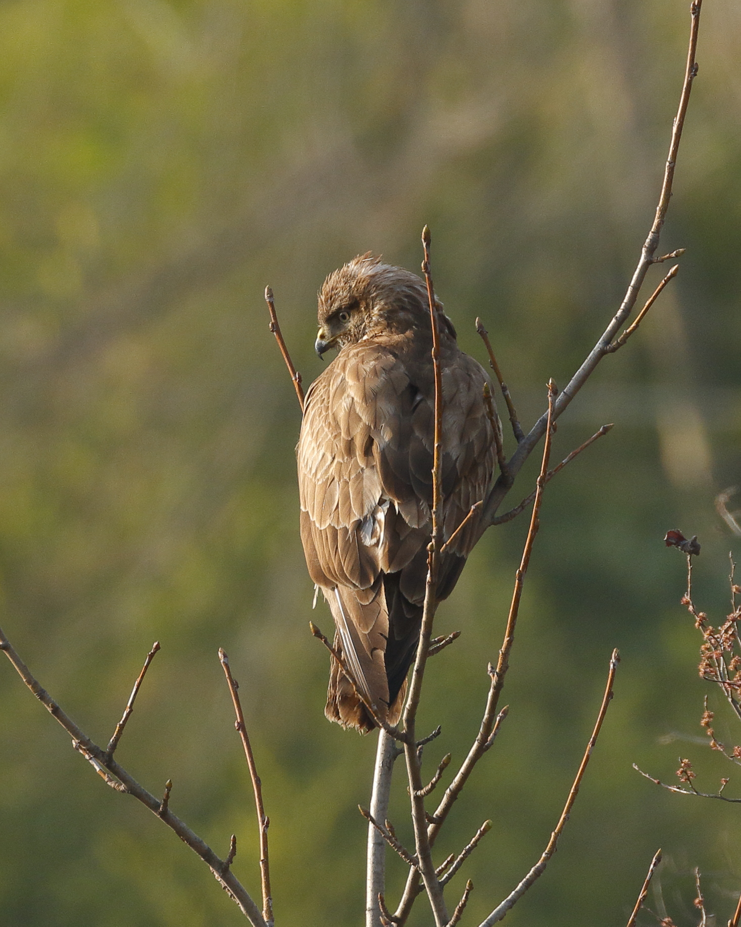 buzzard