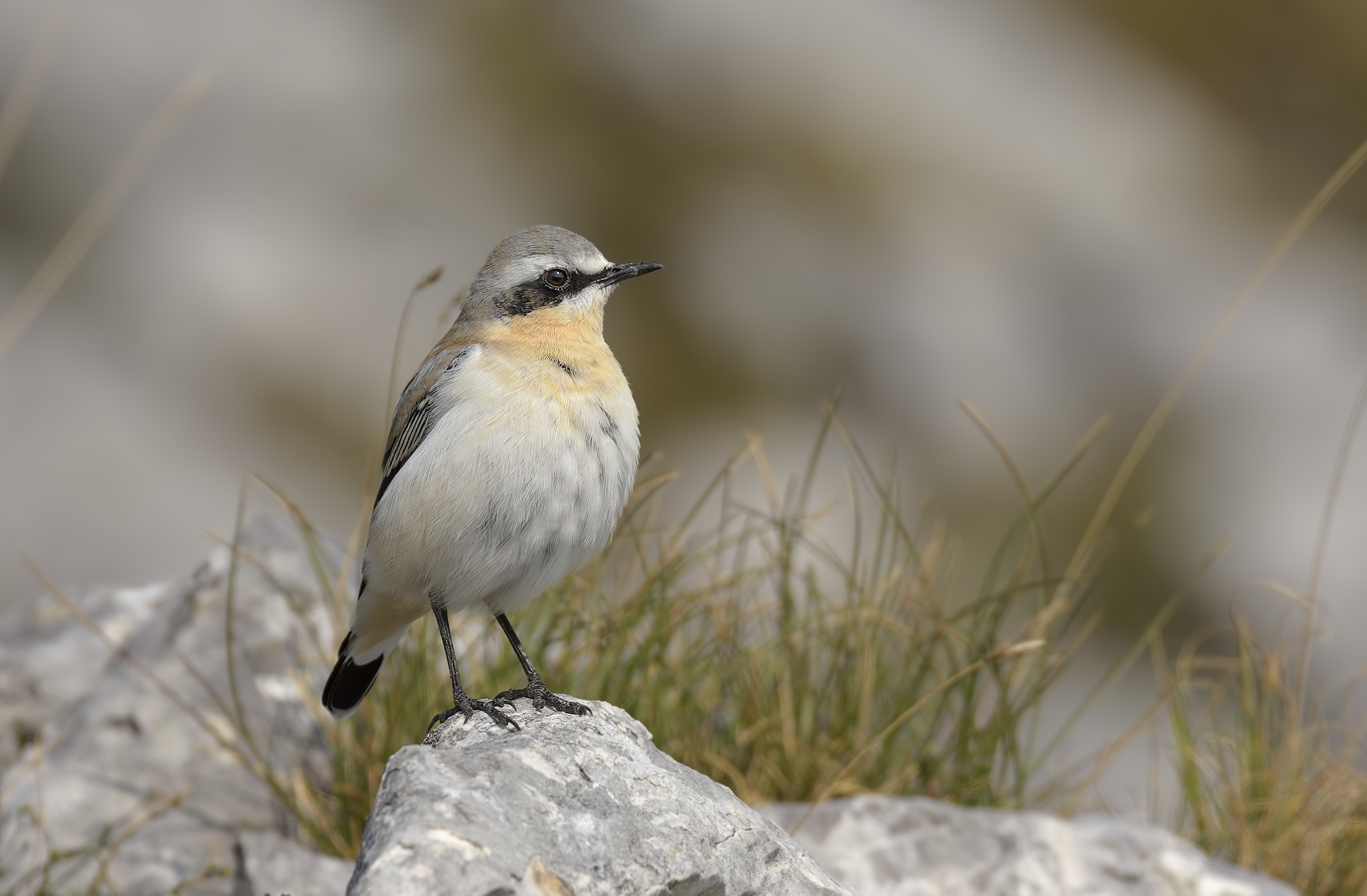Male wheatear Apuan Alps.