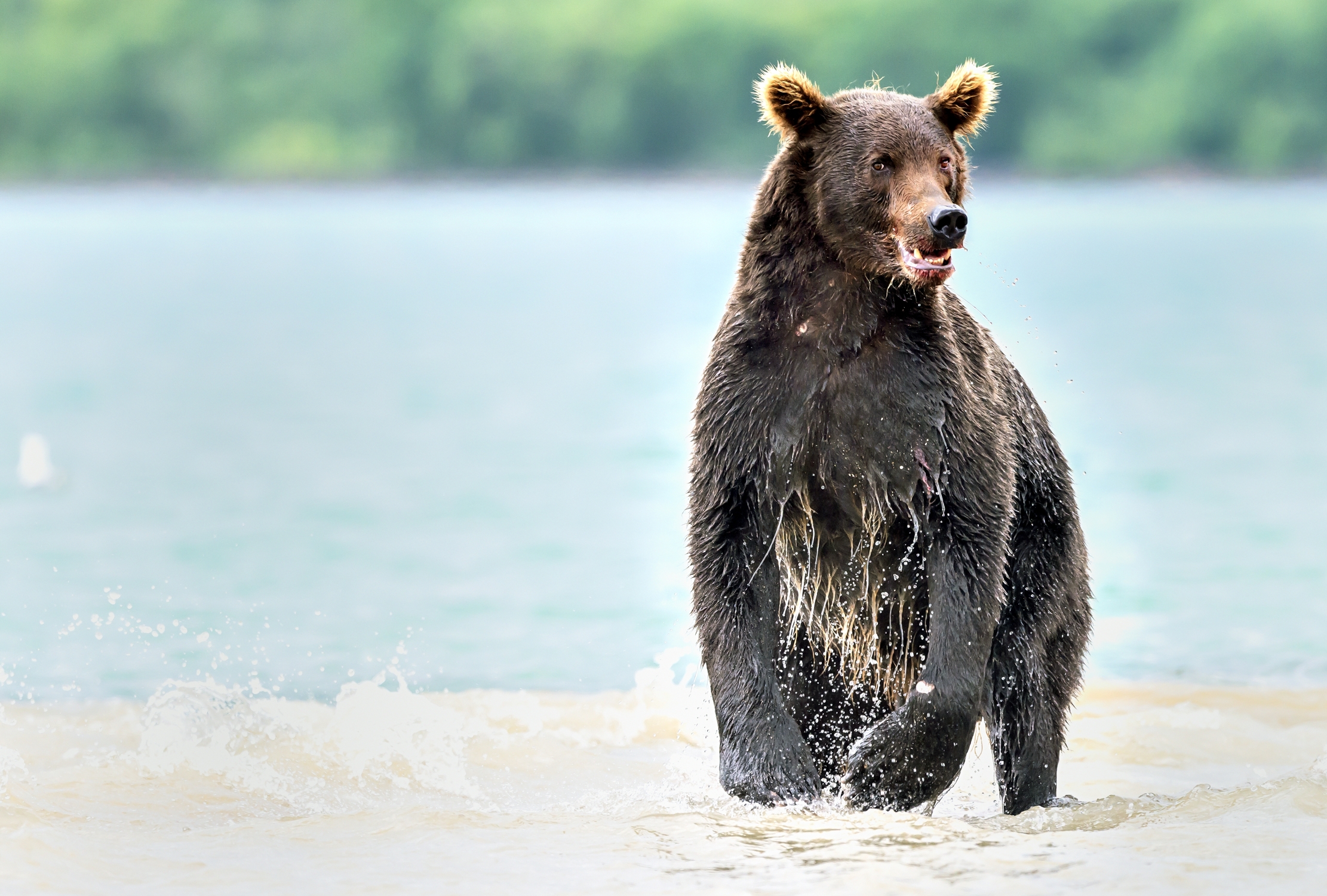 Kamchatka 2016 - Yogi