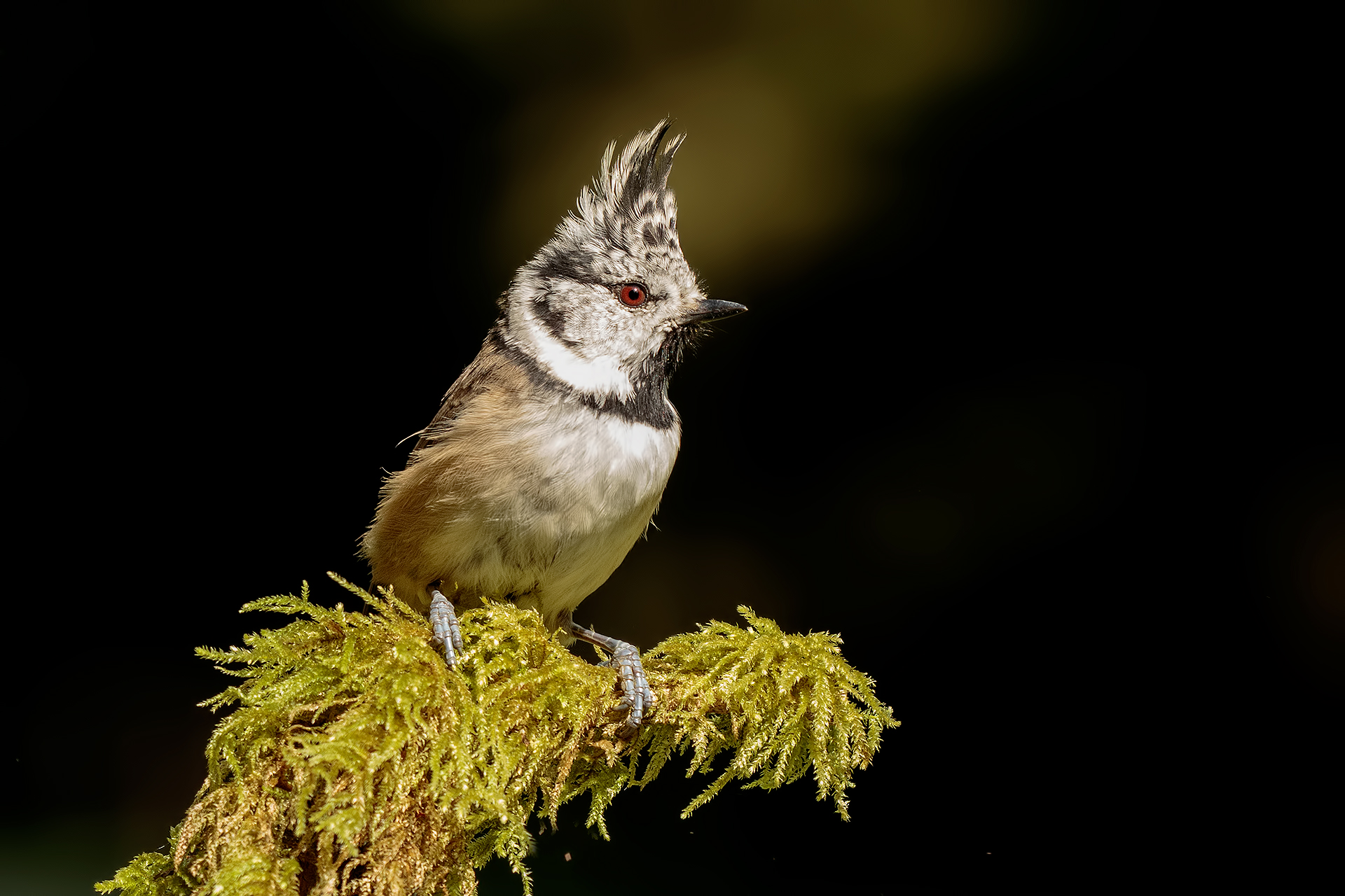 Crested tit