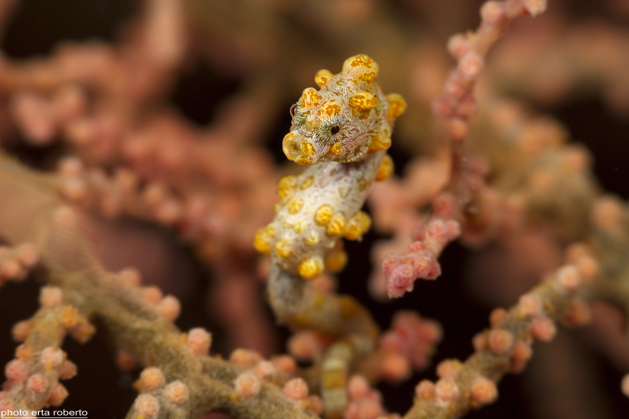 Pigmy SeaHorse