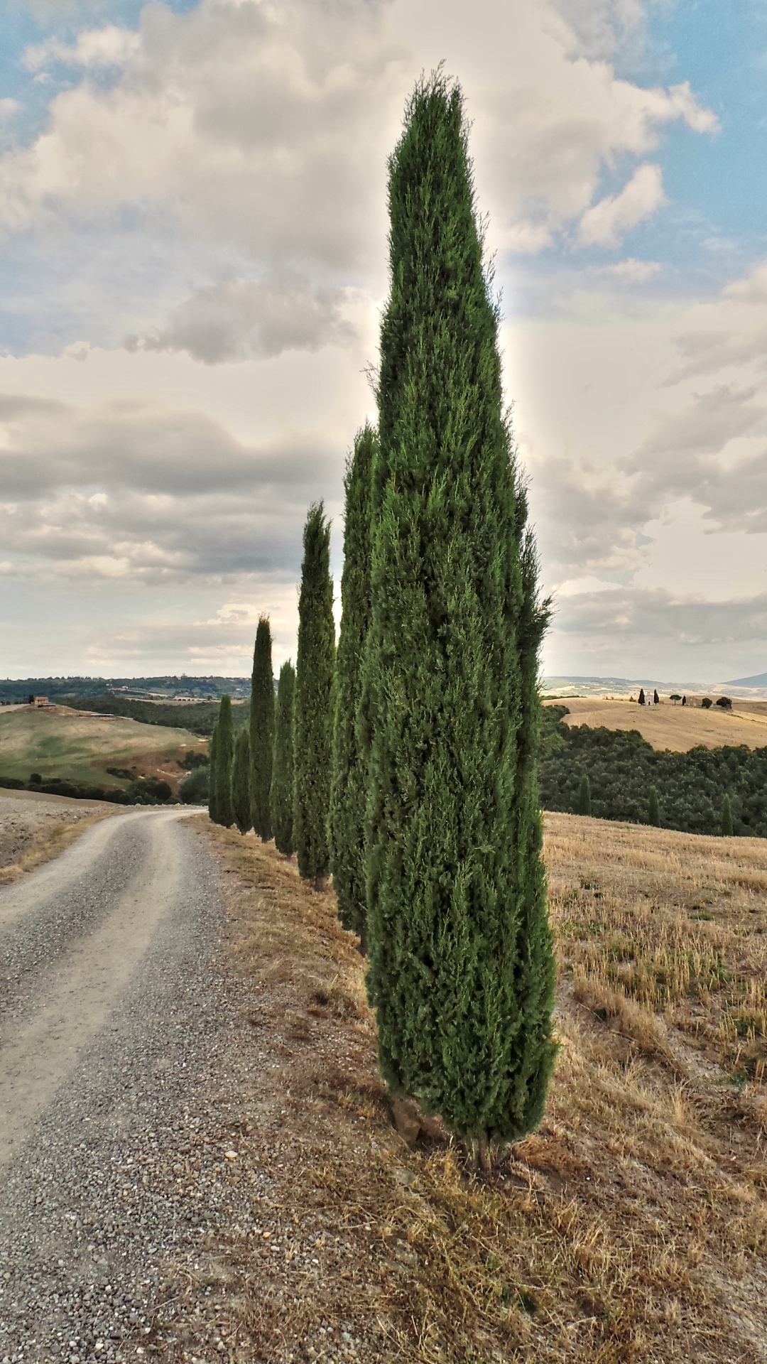 Cipressi a San Quirico D'Orcia