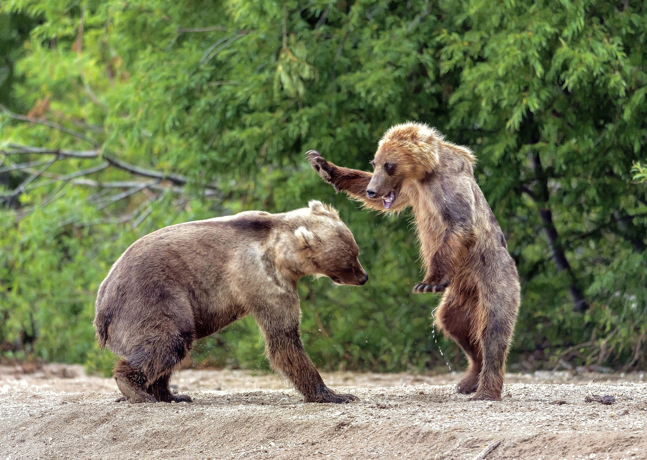 Kamchatka 2016 - Litigi