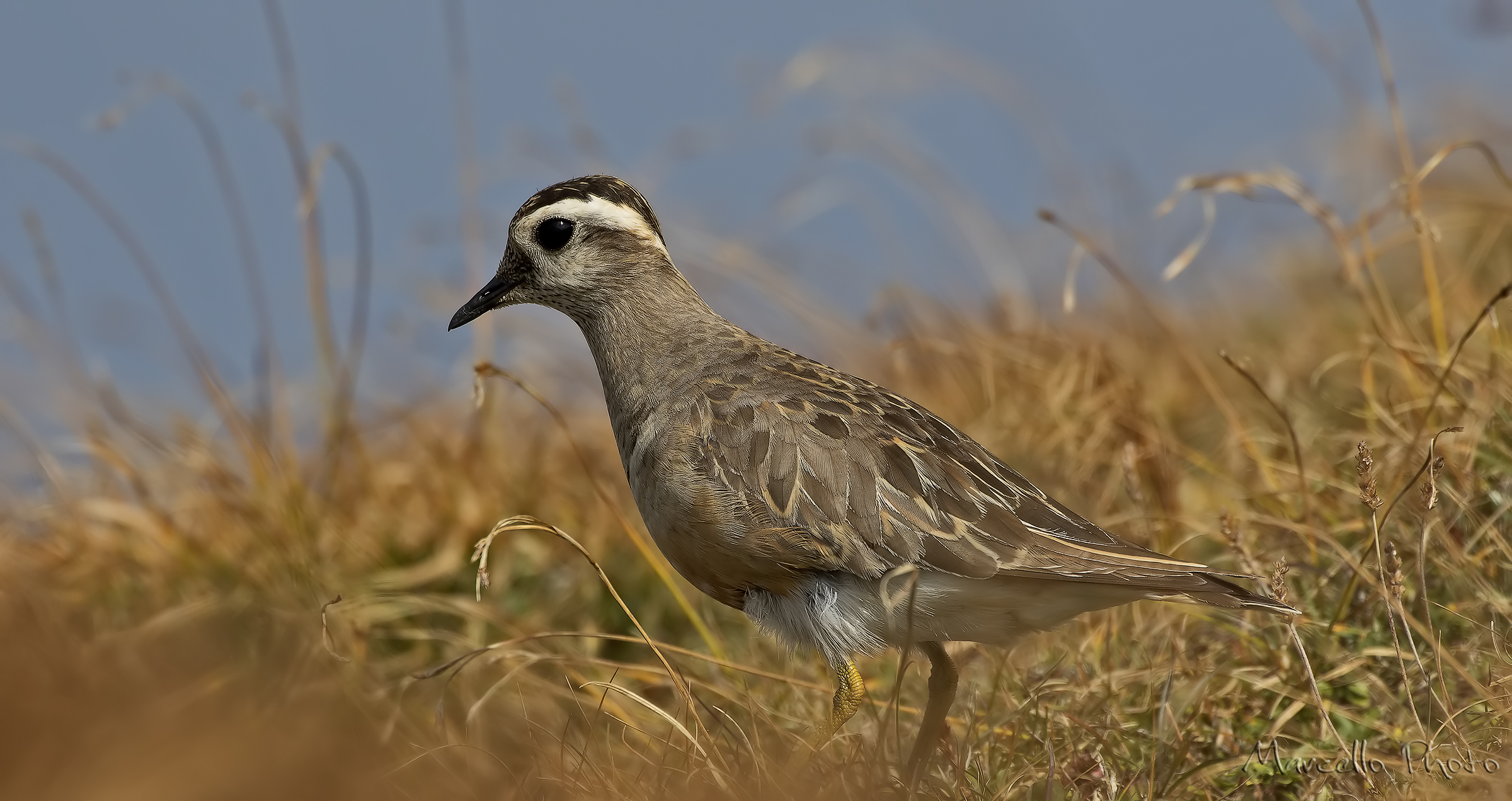 Piviere Tortolino (Charadrius morinellus)