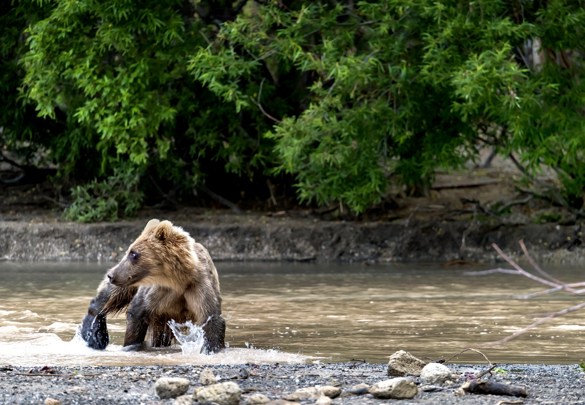 Kamchatka 2016 - Circospetto