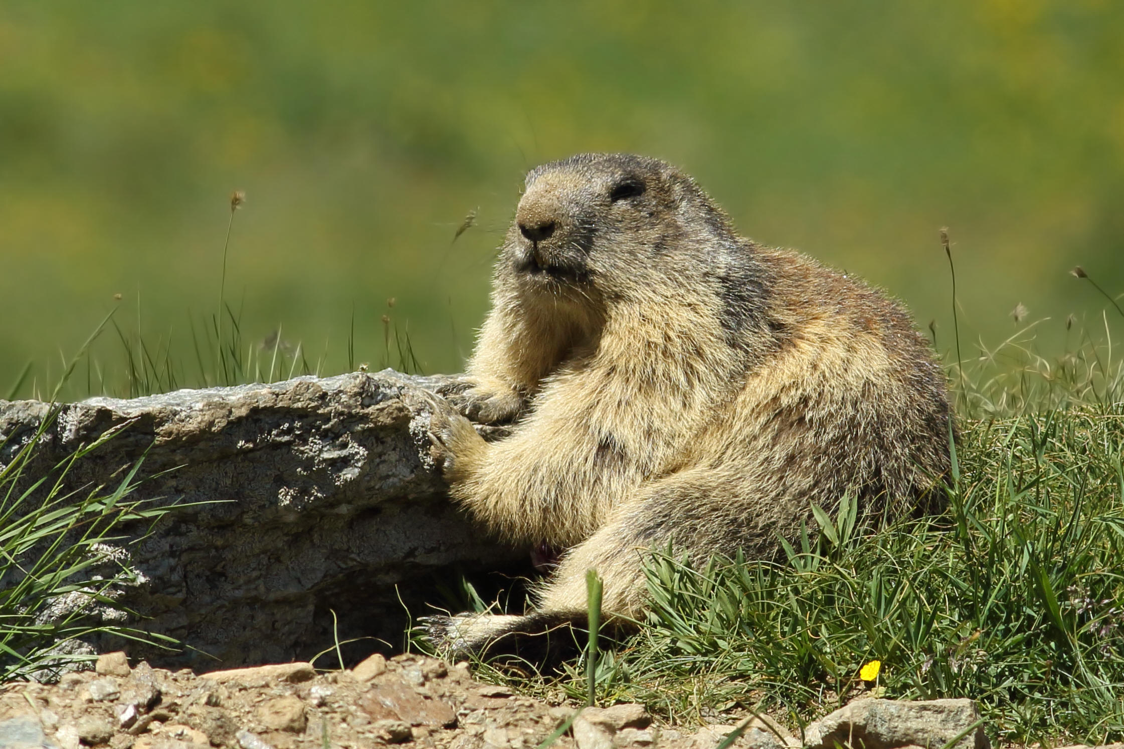 marmot