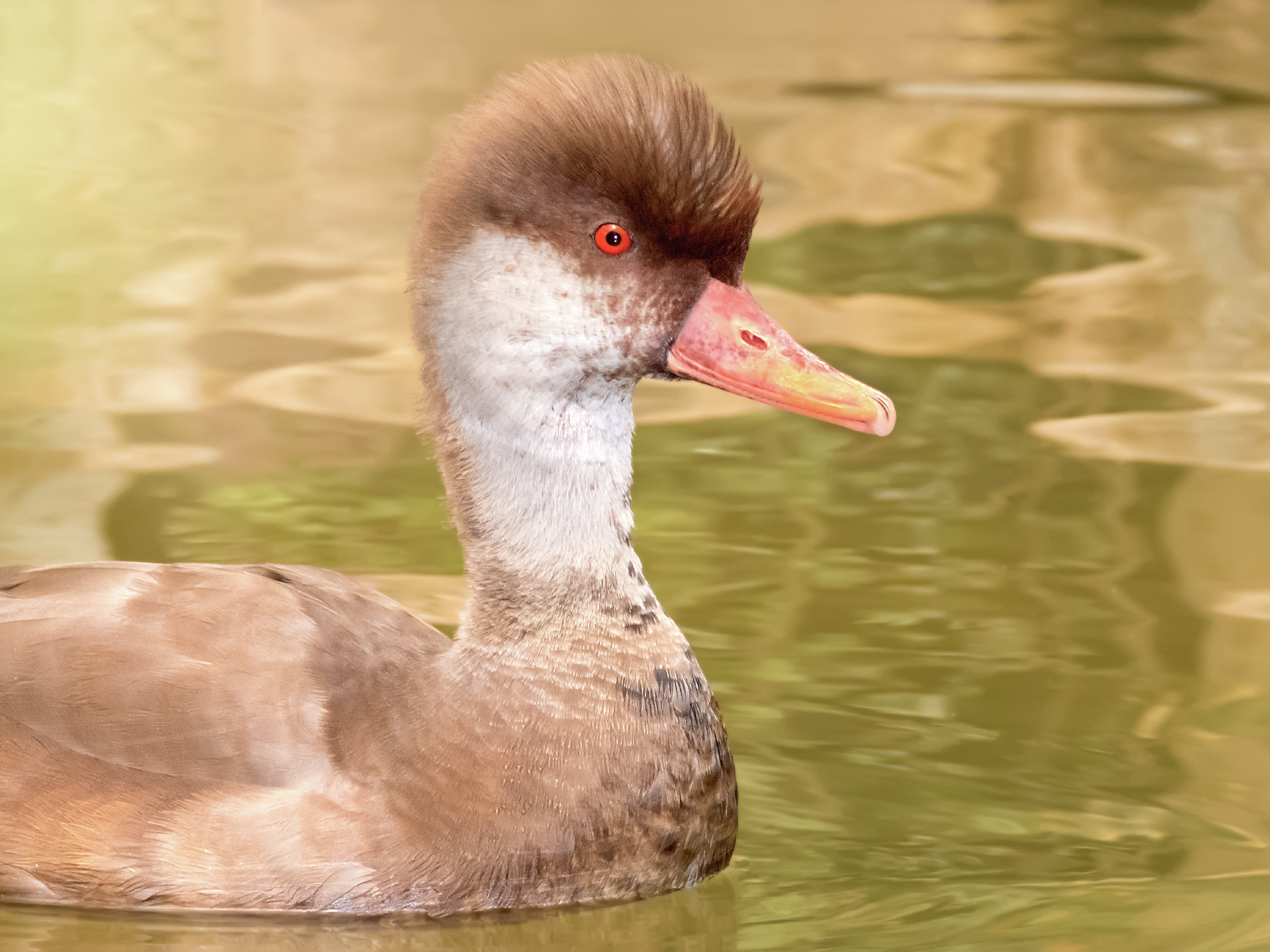 Red-crested Pochard