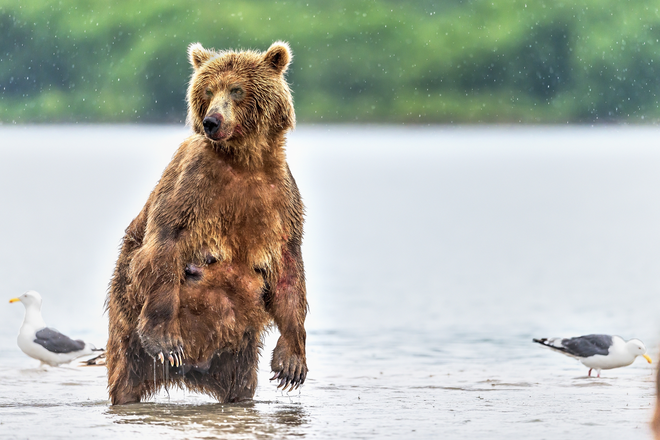 Kamchatka 2016 - Ricognizione