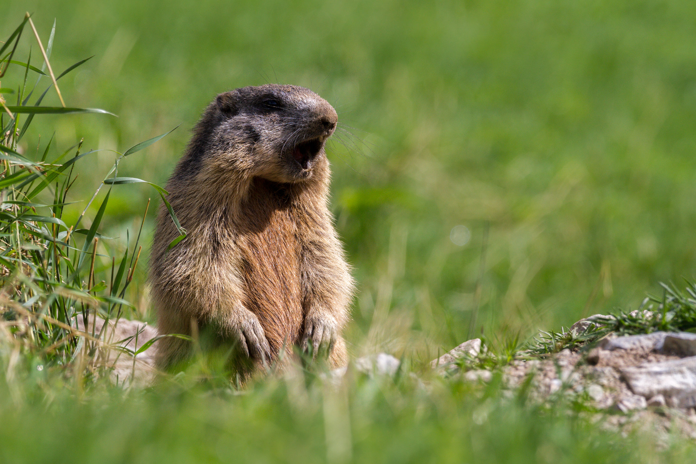 Il fischio della marmotta