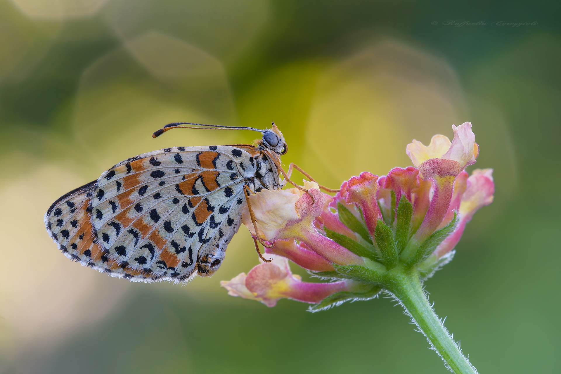 Dreaming is believing