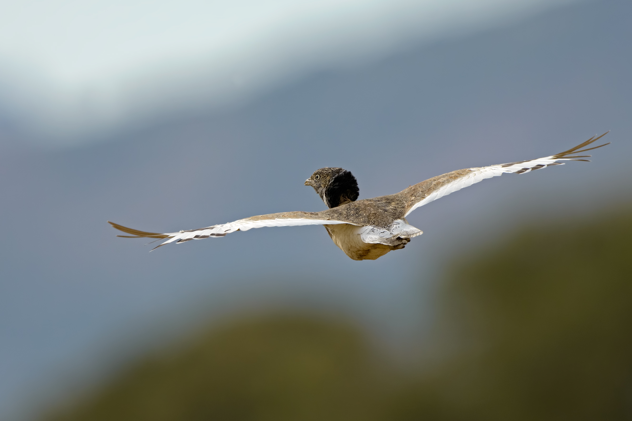 il volo della 'prataiola'