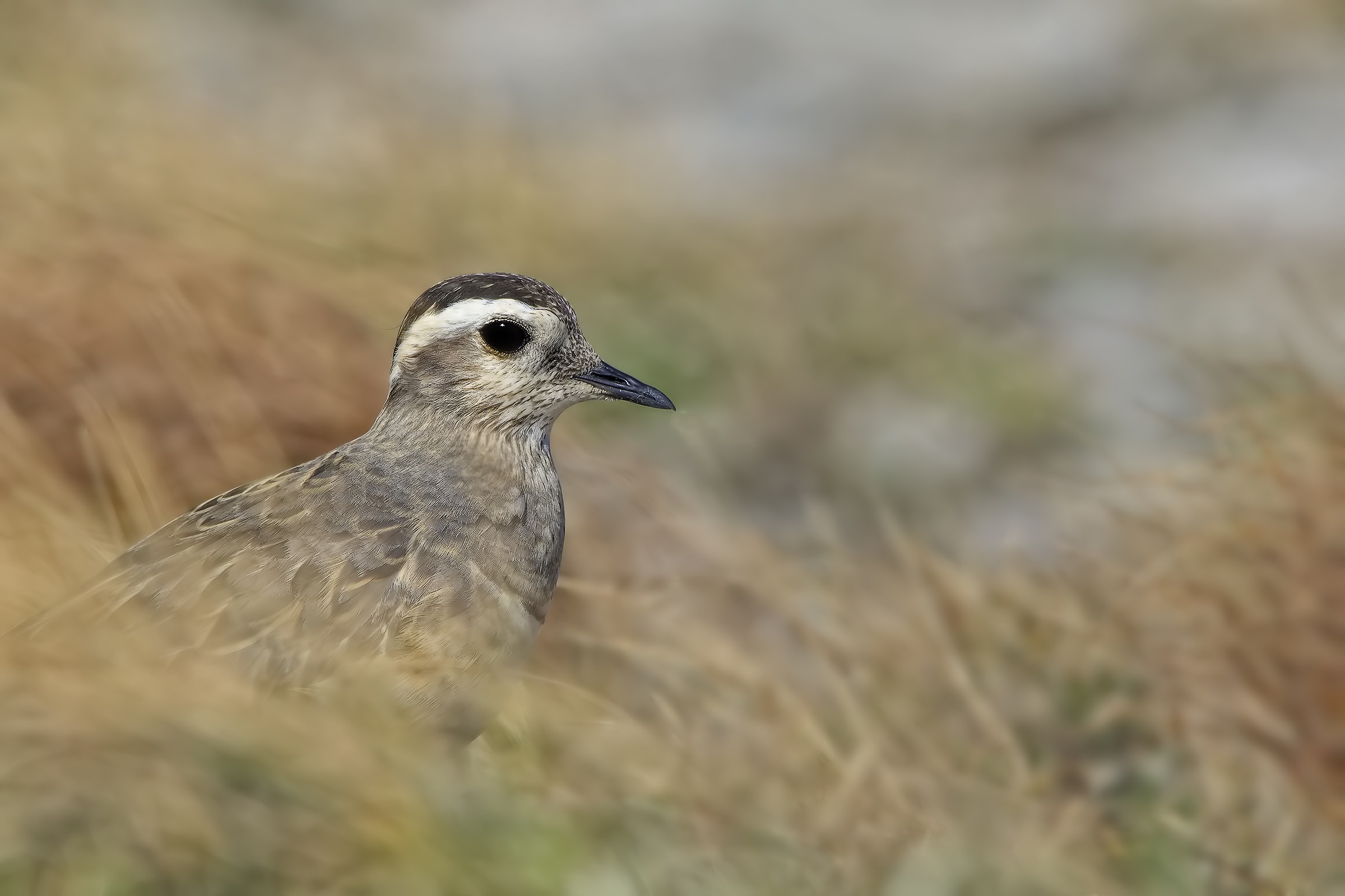 dotterel